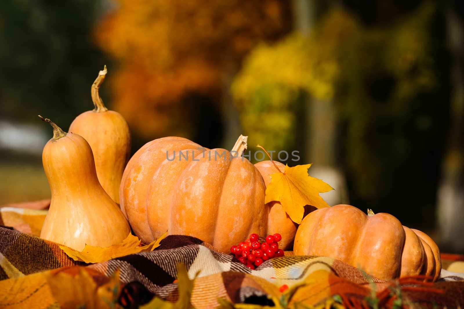 Typical autumn thanksgiving still life with checkered plaid, pumpkins, red berries and yellow leaves
