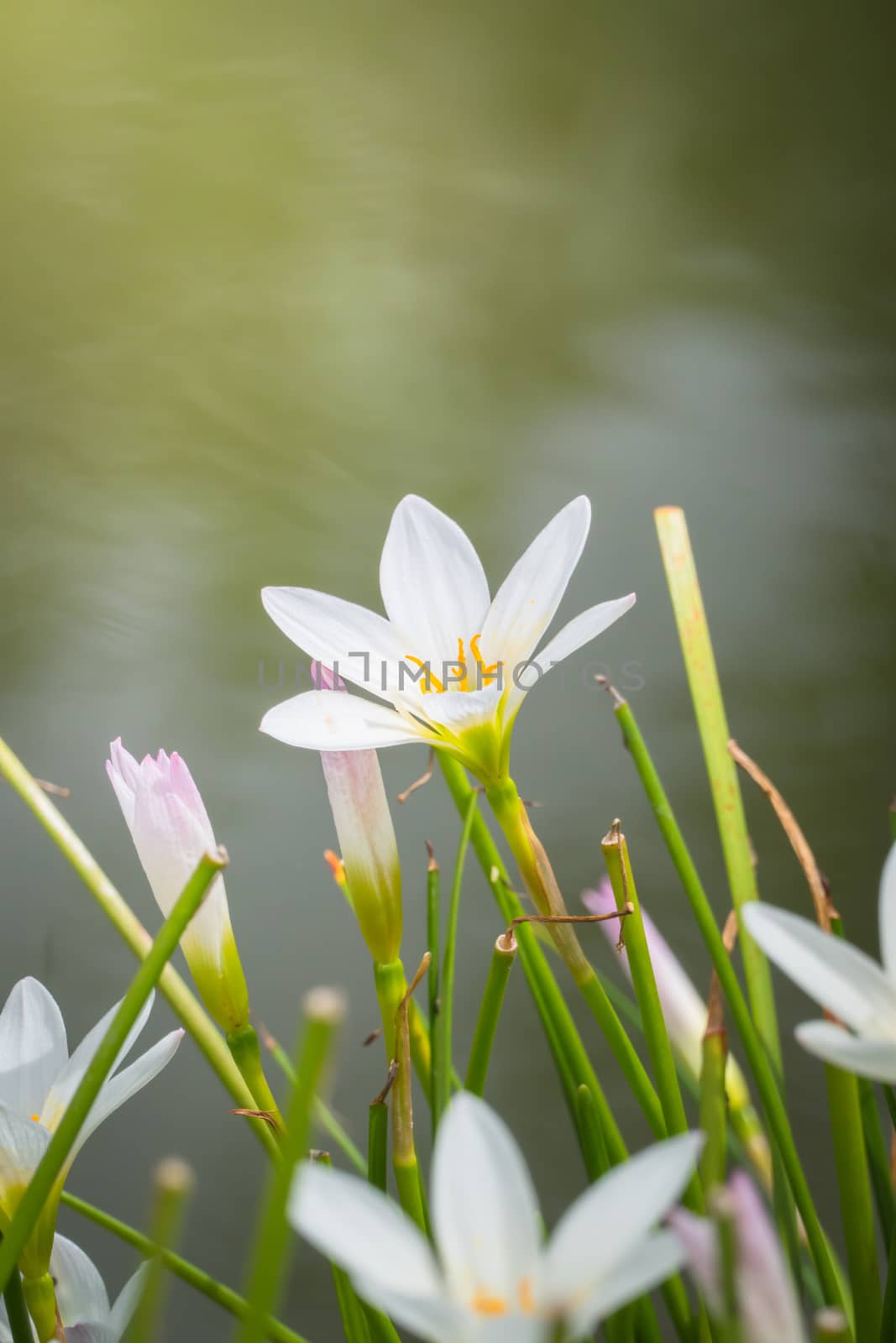 The background image of the colorful flowers by teerawit