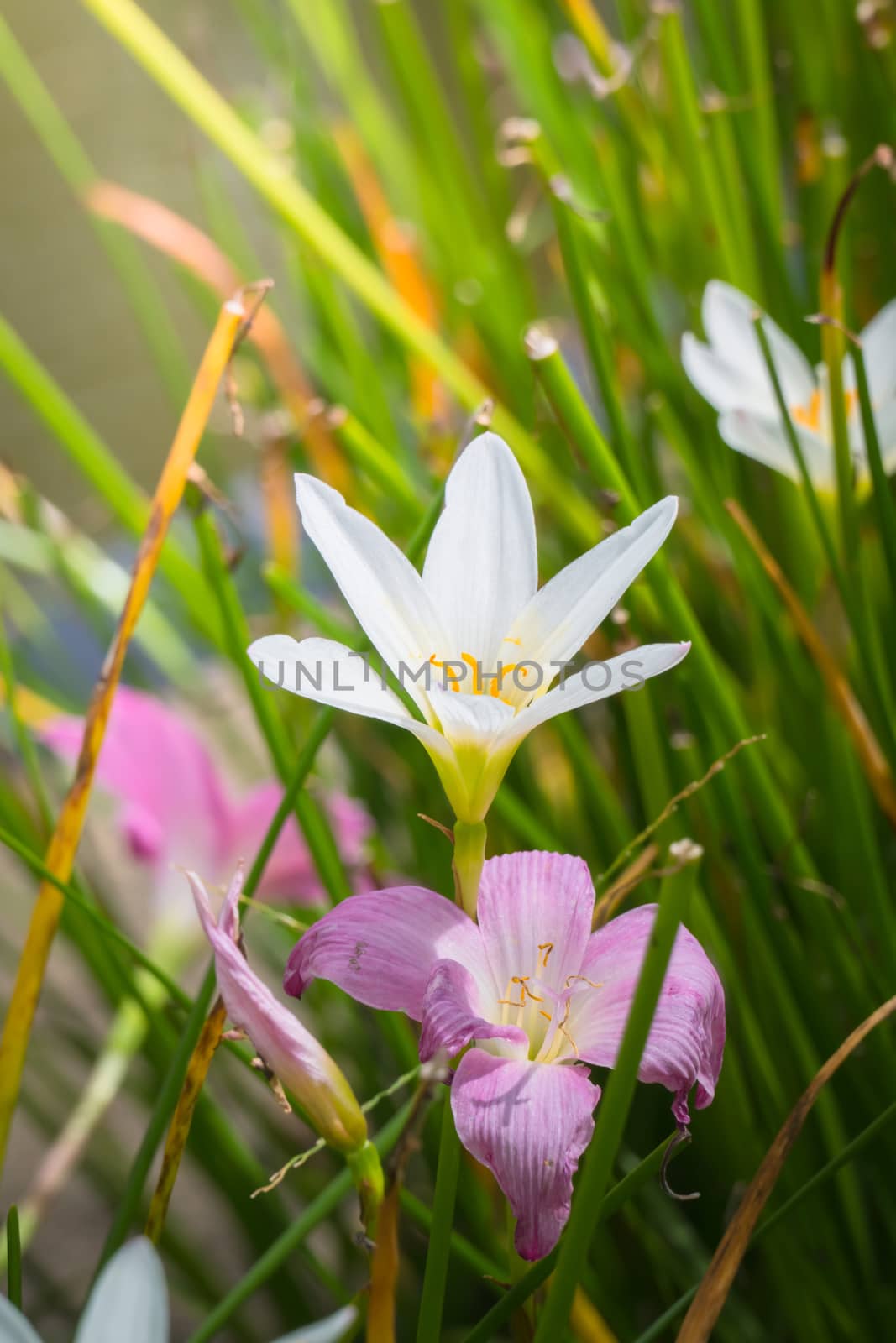 The background image of the colorful flowers by teerawit