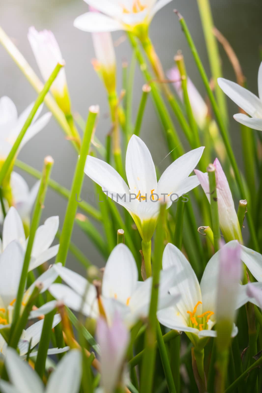 The background image of the colorful flowers, background nature