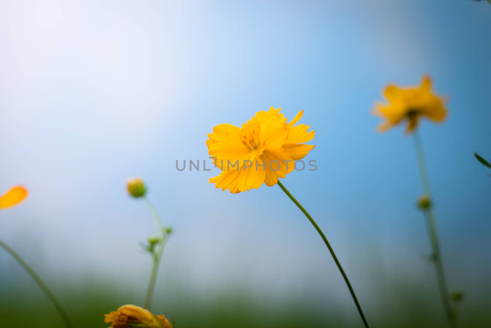 The background image of the colorful flowers by teerawit