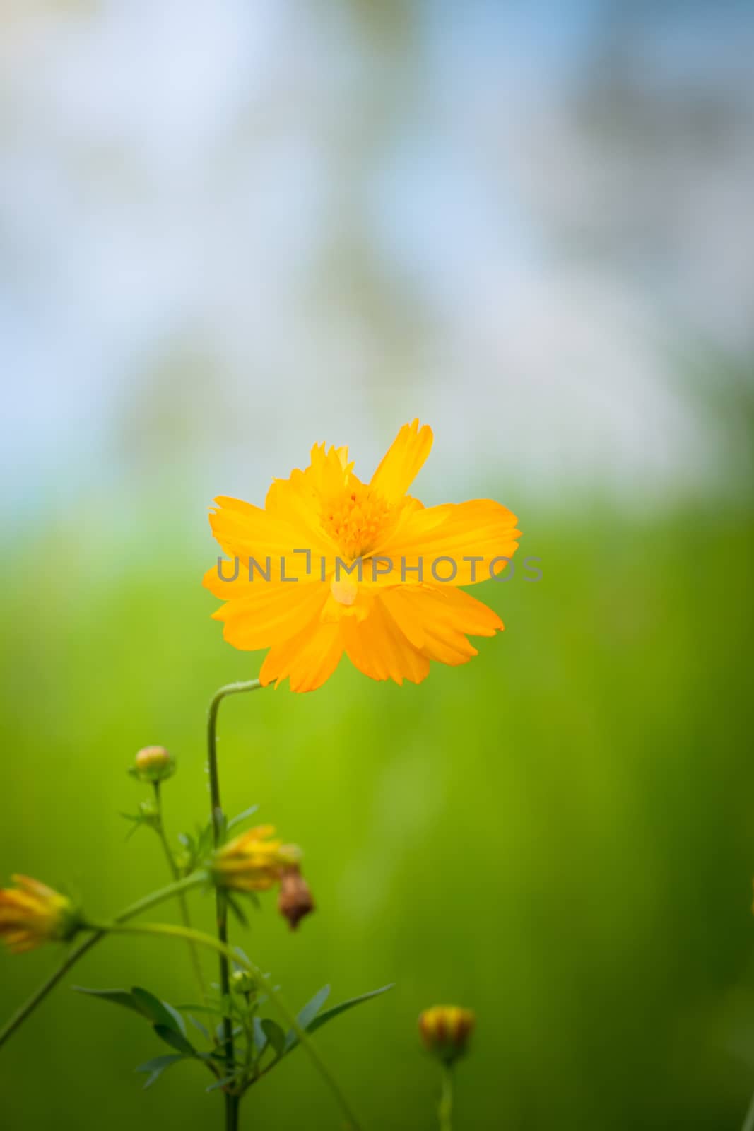 The background image of the colorful flowers by teerawit