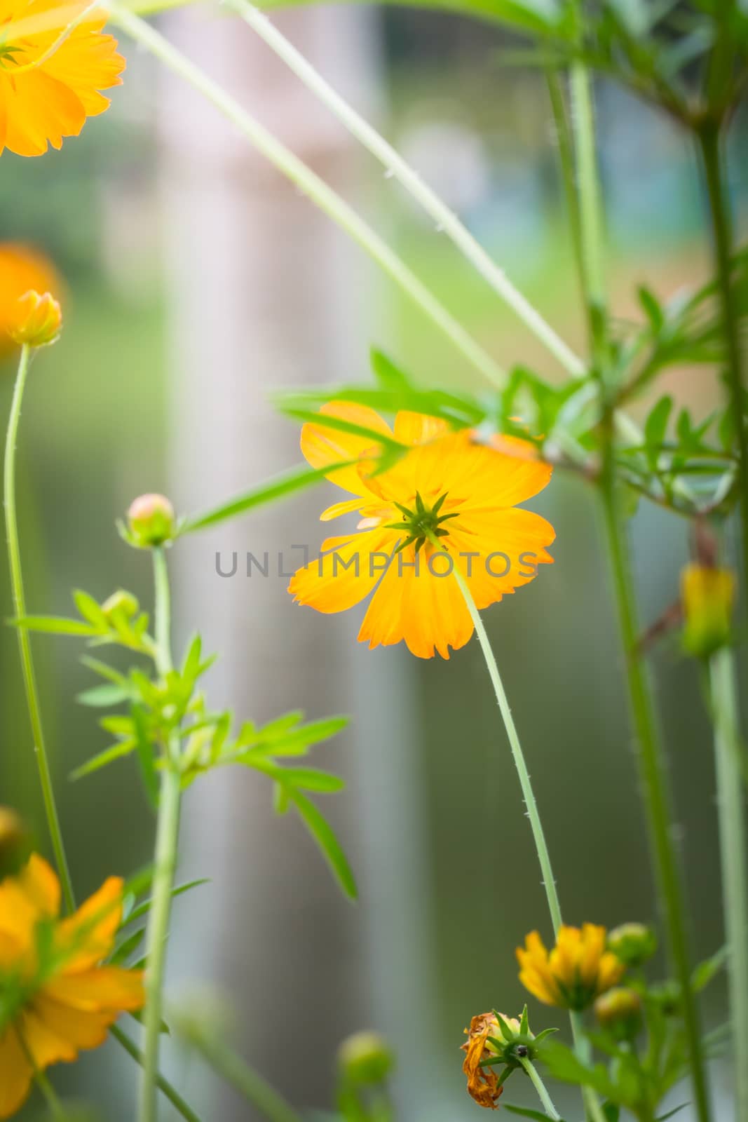 The background image of the colorful flowers, background nature