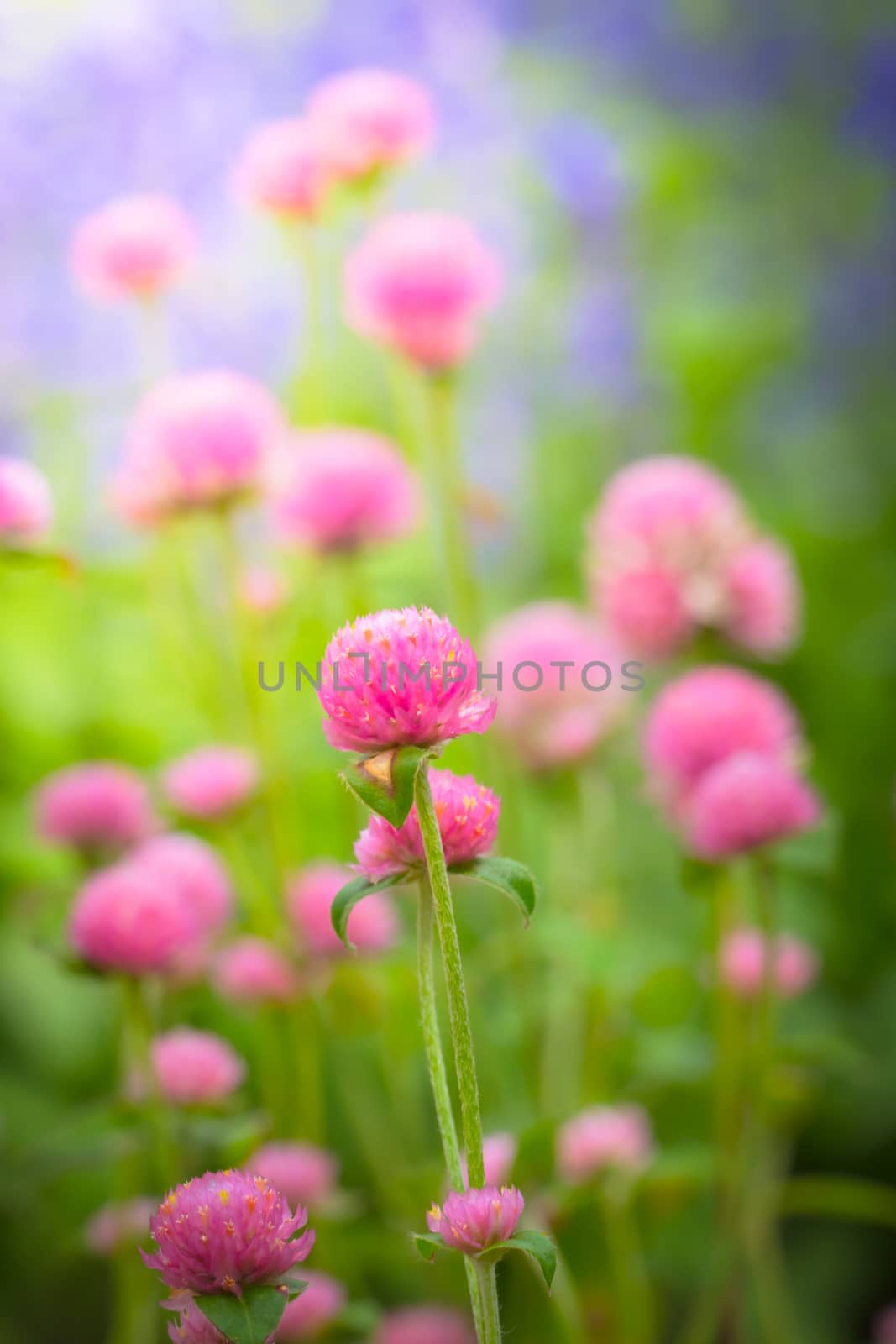 The background image of the colorful flowers by teerawit