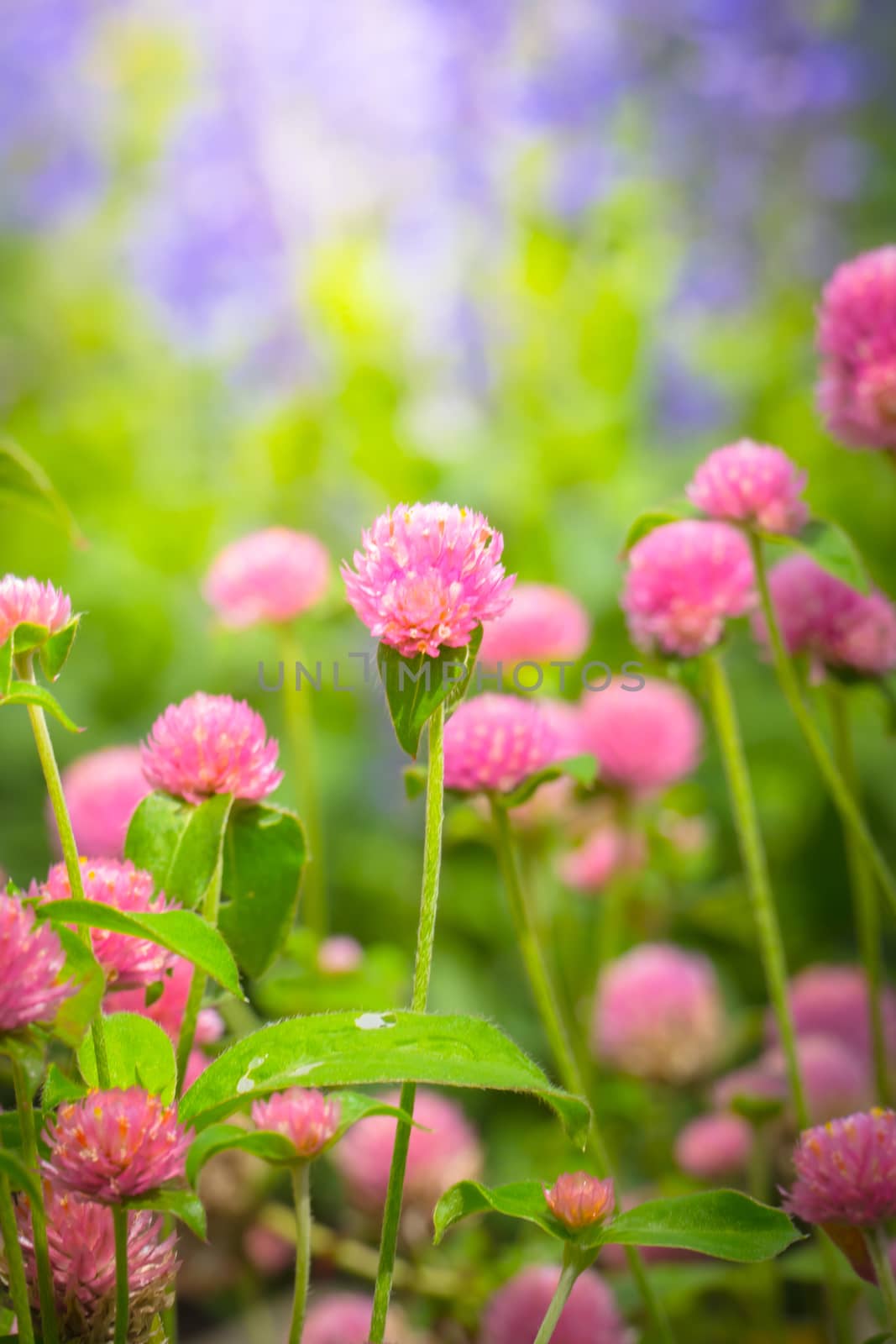 The background image of the colorful flowers by teerawit