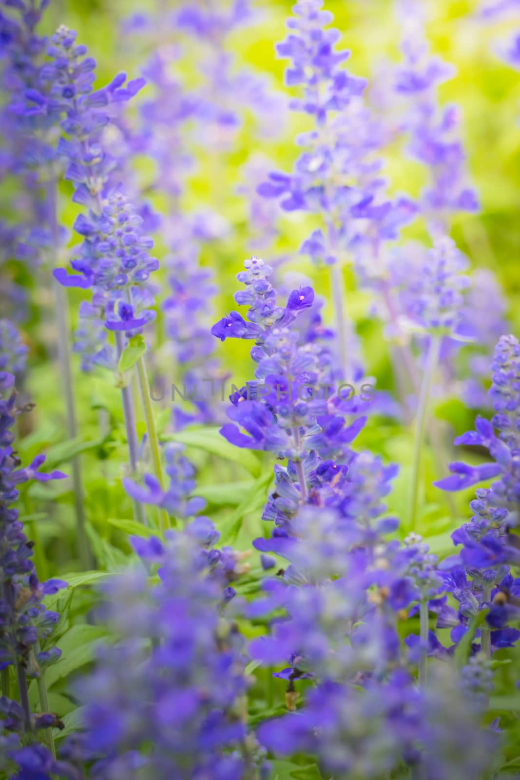 The background image of the colorful flowers by teerawit