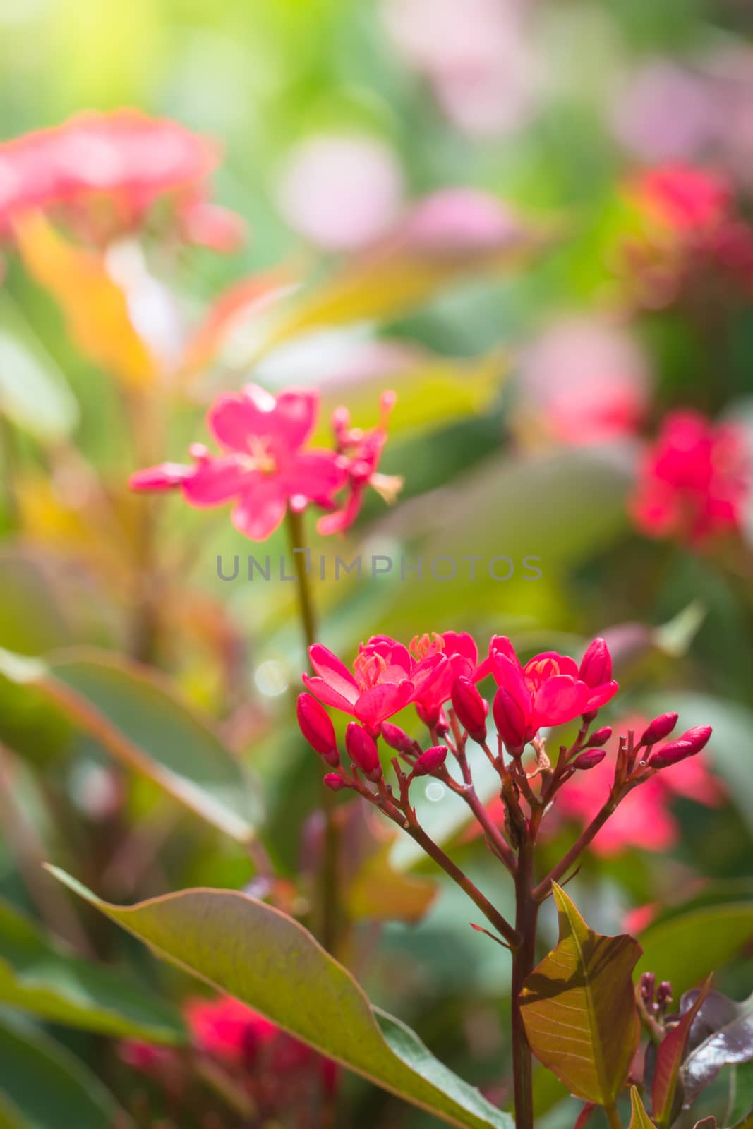 The background image of the colorful flowers, background nature