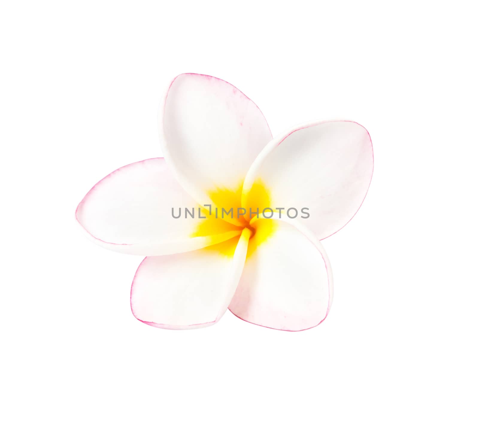 Sweet pink plumeria isolate on white blackground by pt.pongsak@gmail.com