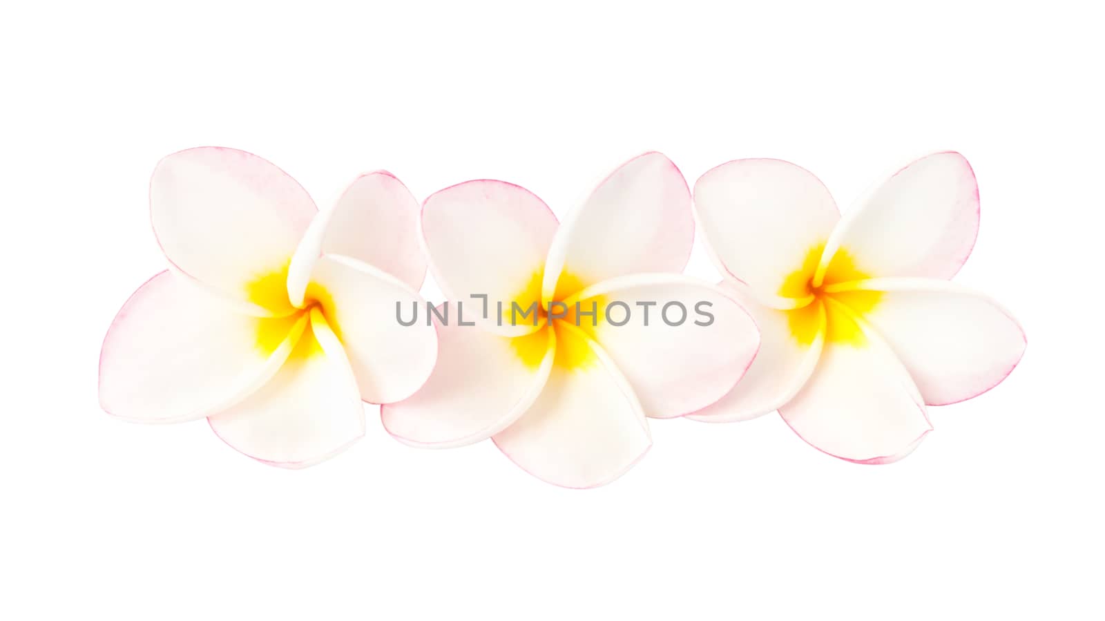 Three sweet pink plumeria isolate on white background