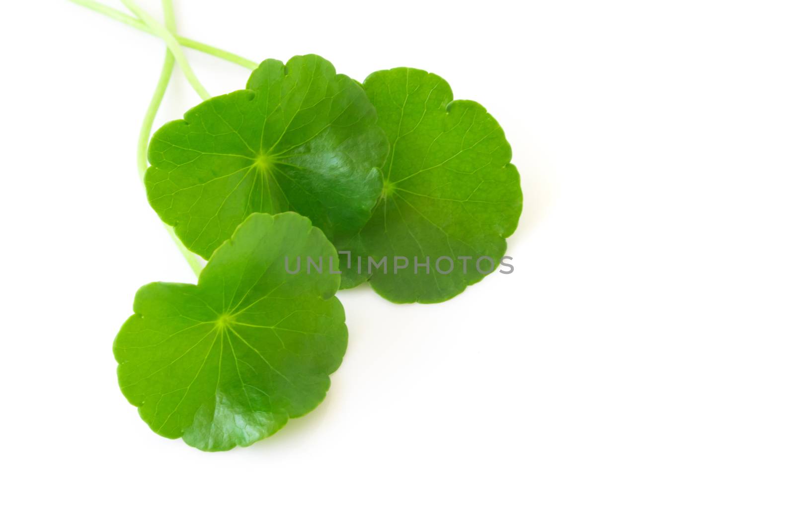 Gotu kola's leafs on white background