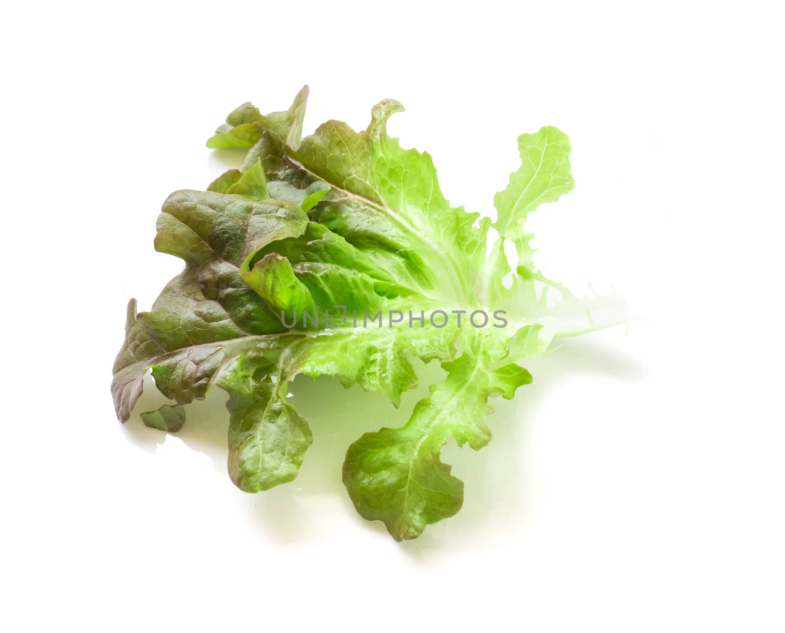 Fresh green and purple lettuce salad leaf vegetable on white bac by pt.pongsak@gmail.com