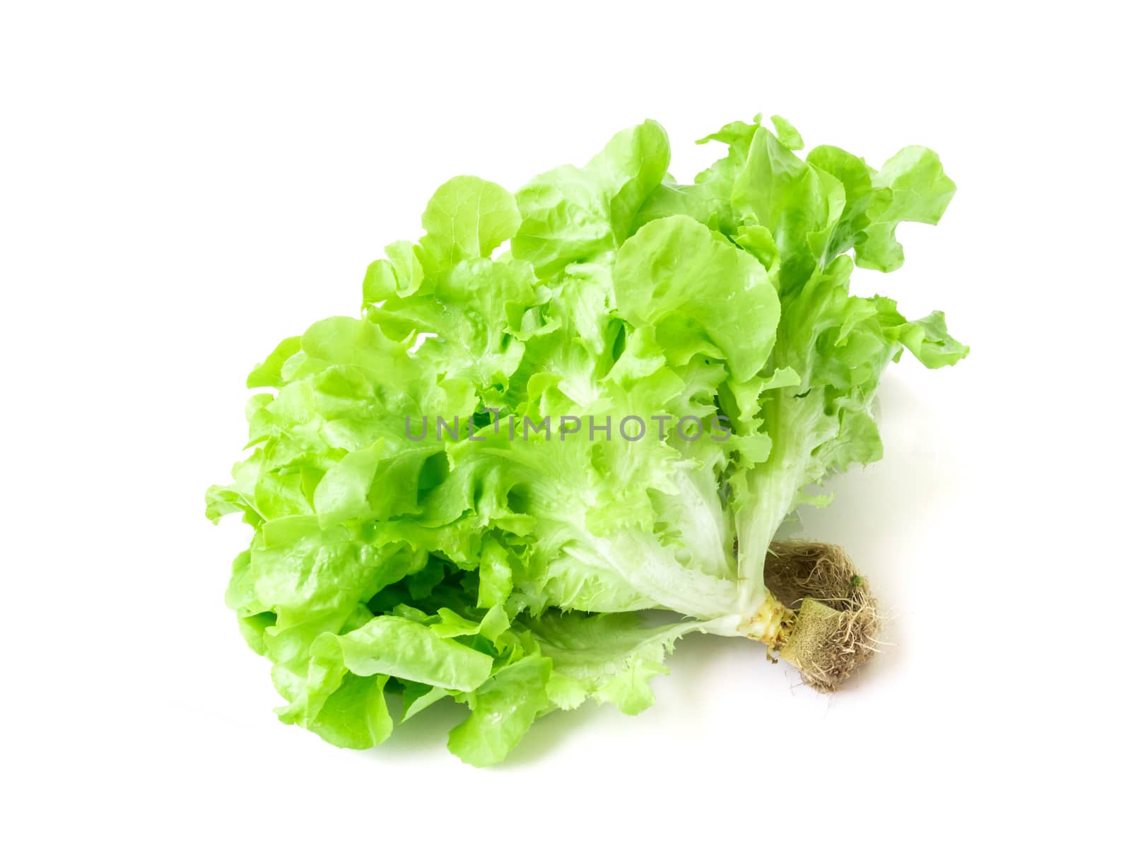 Fresh green lettuce salad vegetable on white background by pt.pongsak@gmail.com