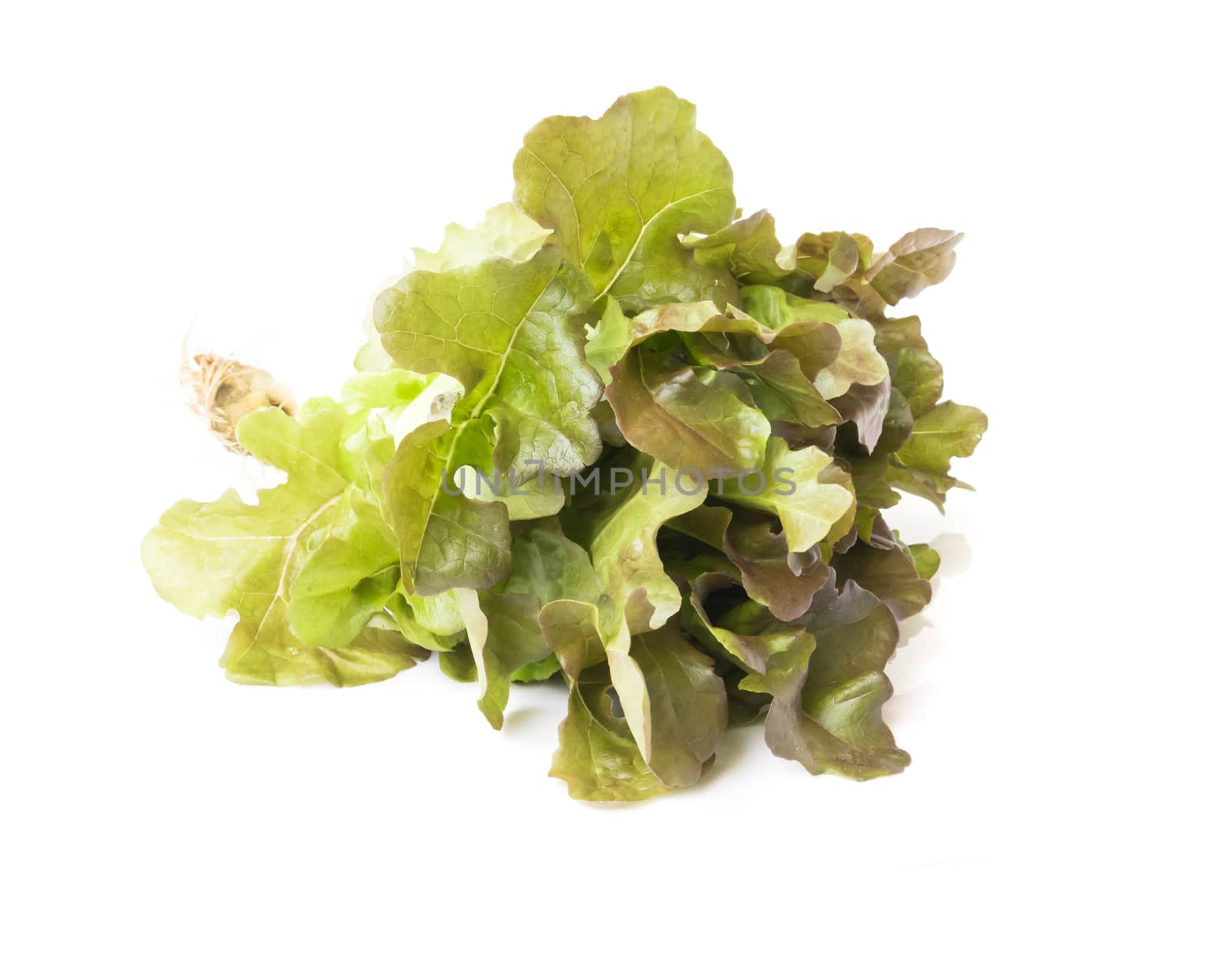 Fresh purple lettuce salad vegetable on white background by pt.pongsak@gmail.com