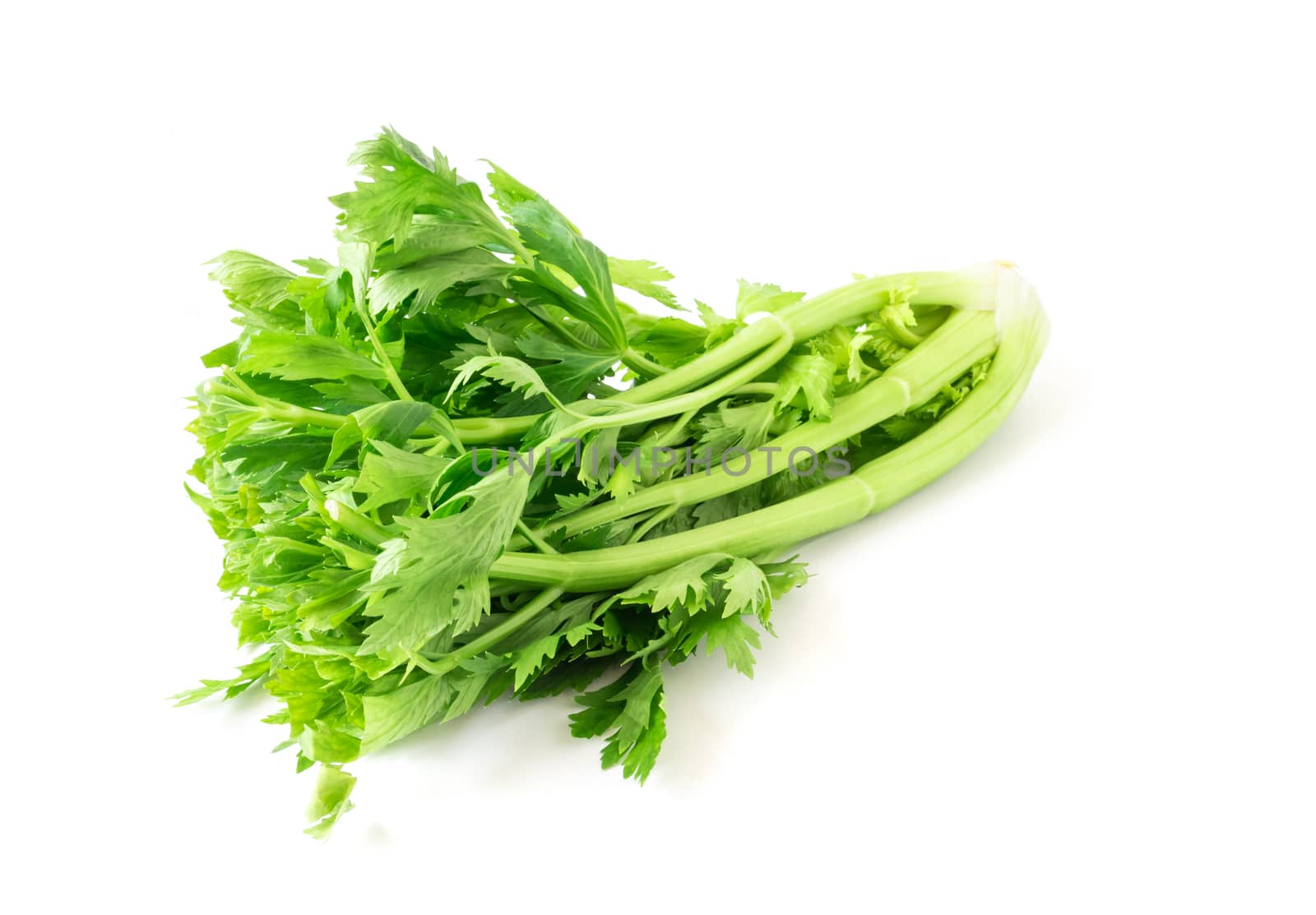 Fresh celery vegetable on white background, healthy food concept