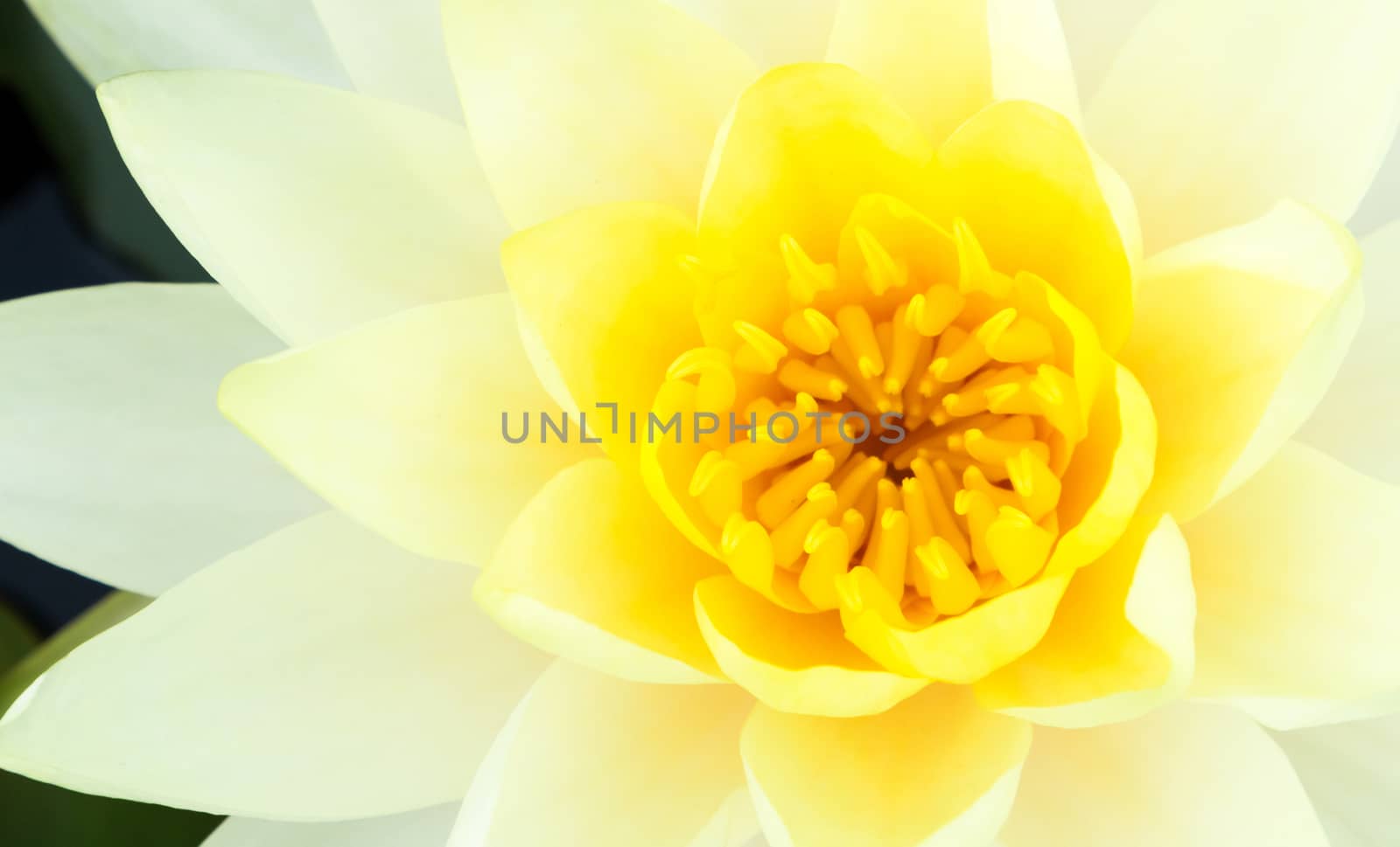 Closeup of beautiful yellow lotus flower