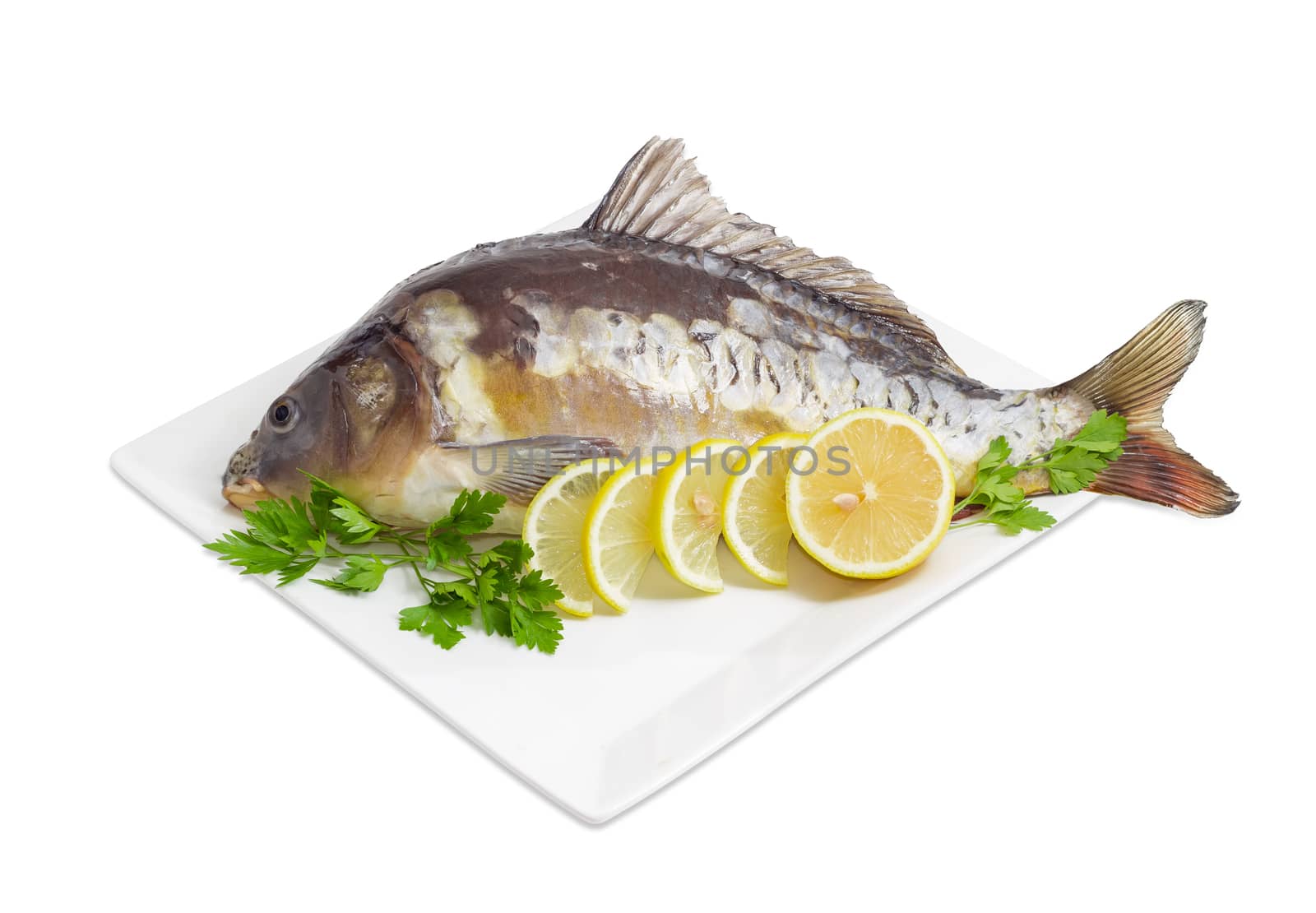 Mirror carp with peeled scales and prepared for cooking, twigs of the parsley and lemon slices on white square dish on a white background
