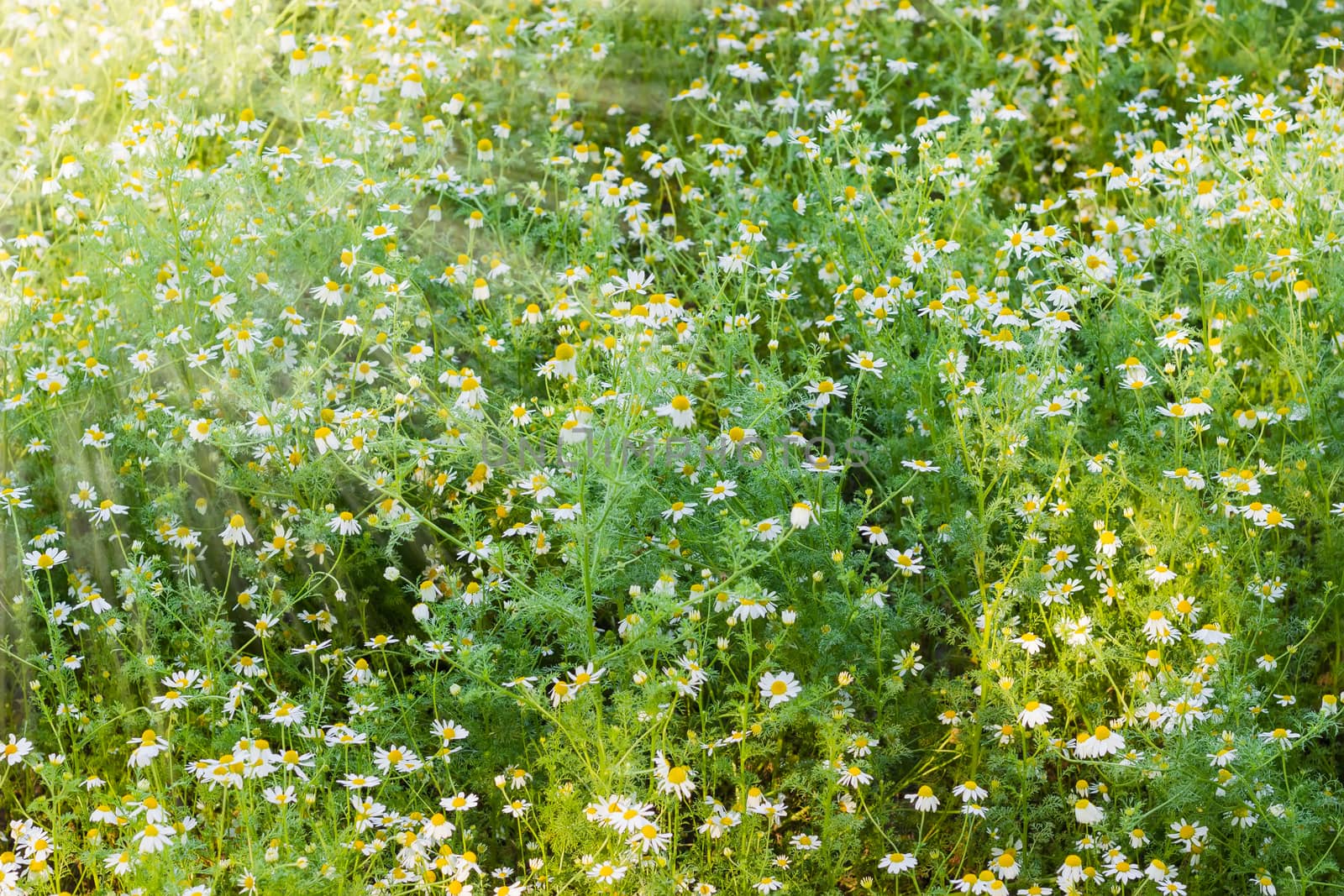 Background of the chamomiles on a meadow  closeup in the sun beams during sunrise
