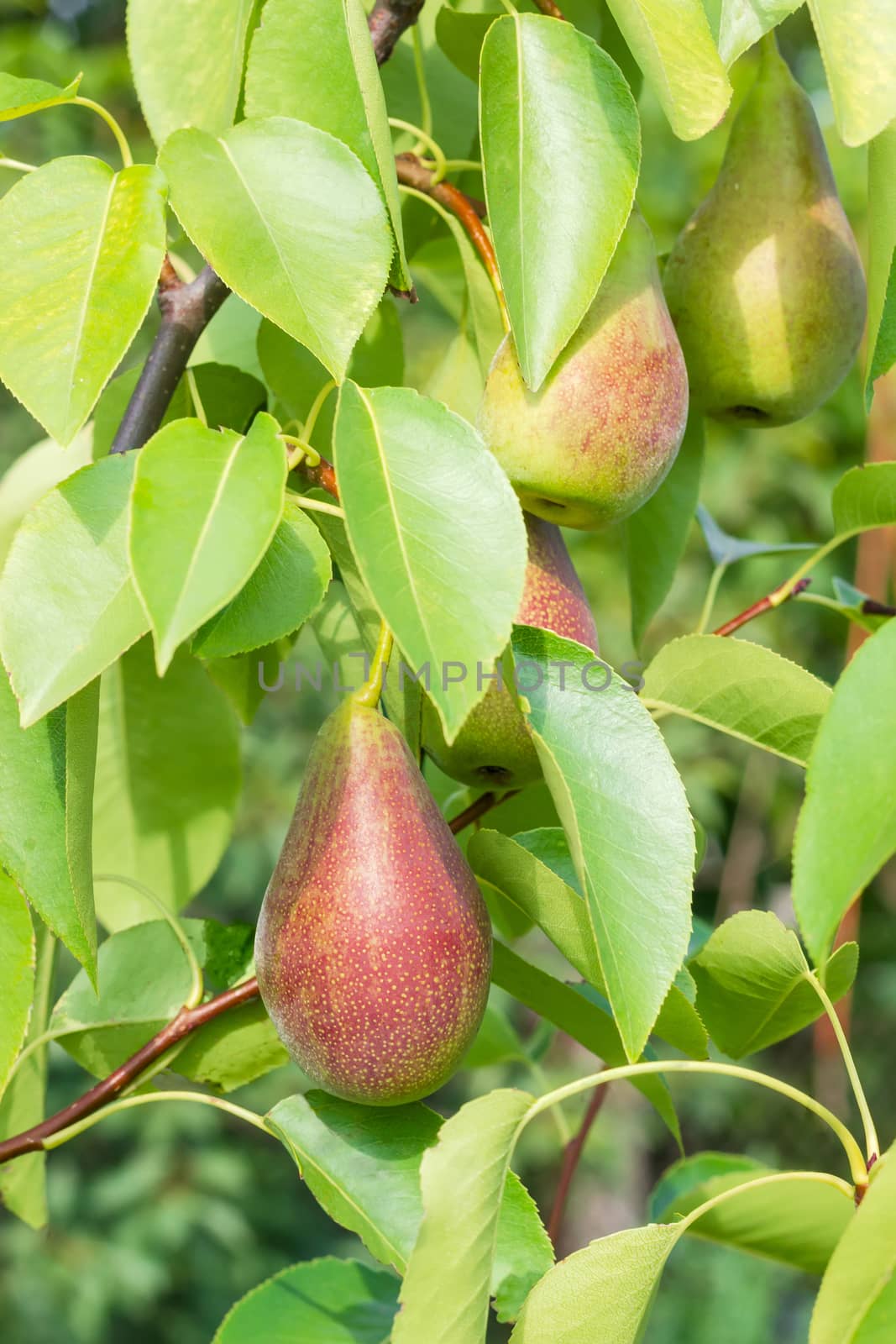 Background of branches of a pear tree with several ripening pears and leaves in an orchard closeup
