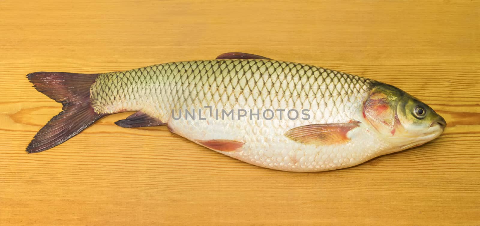 Freshly caught grass carp on a surface of the wooden planks closeup
