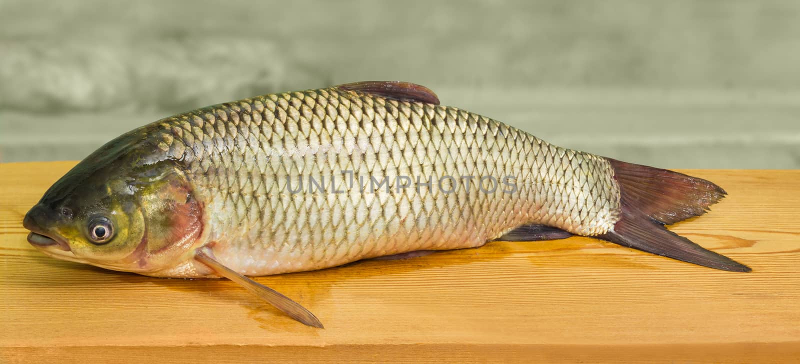 Freshly caught grass carp on a surface of the wooden planks closeup
