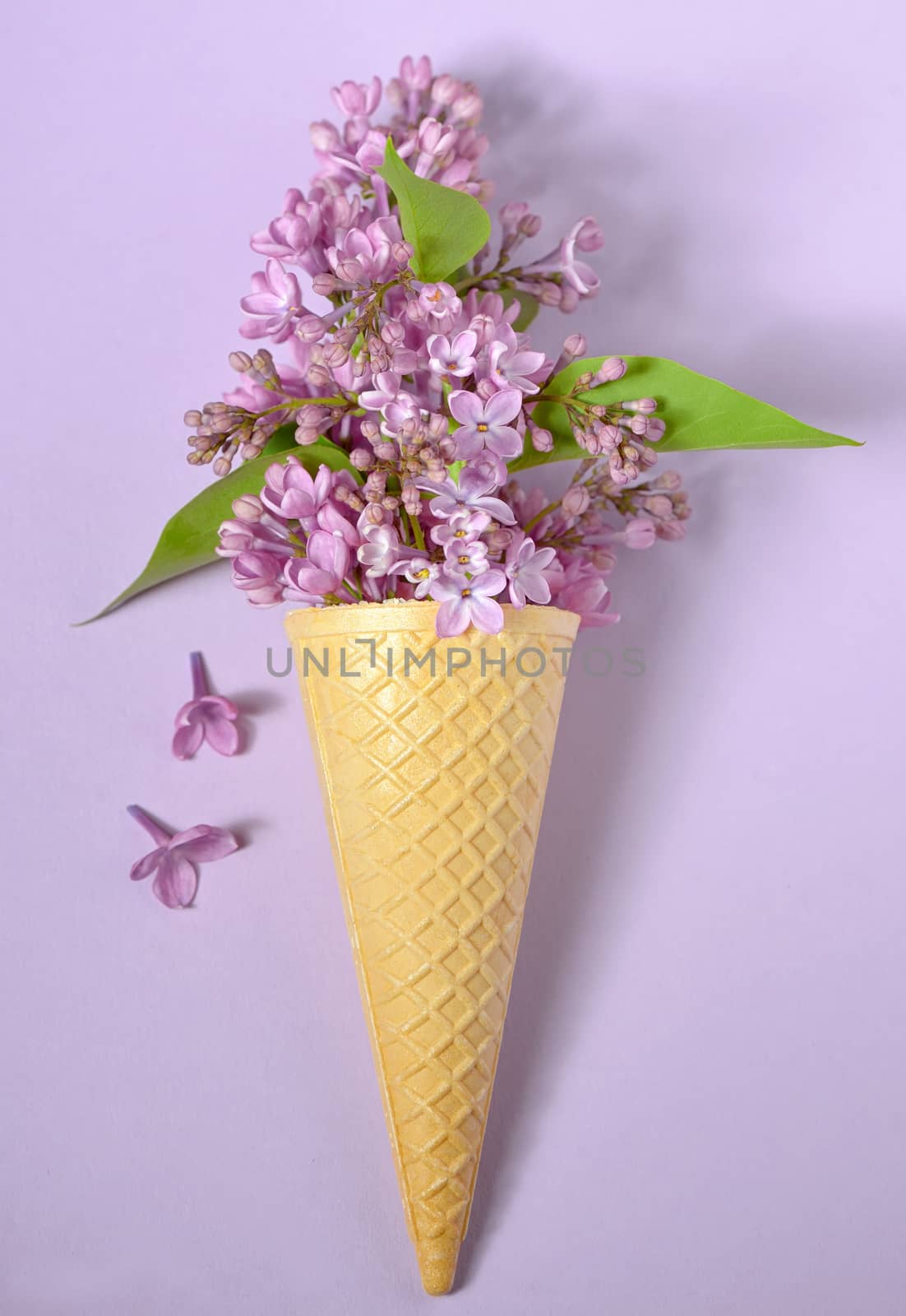 Abstract lilac in cone on paper background