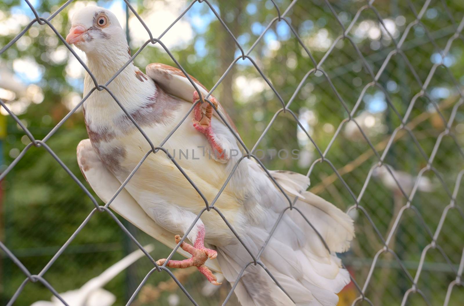 Purebred dove white pigeon on fence