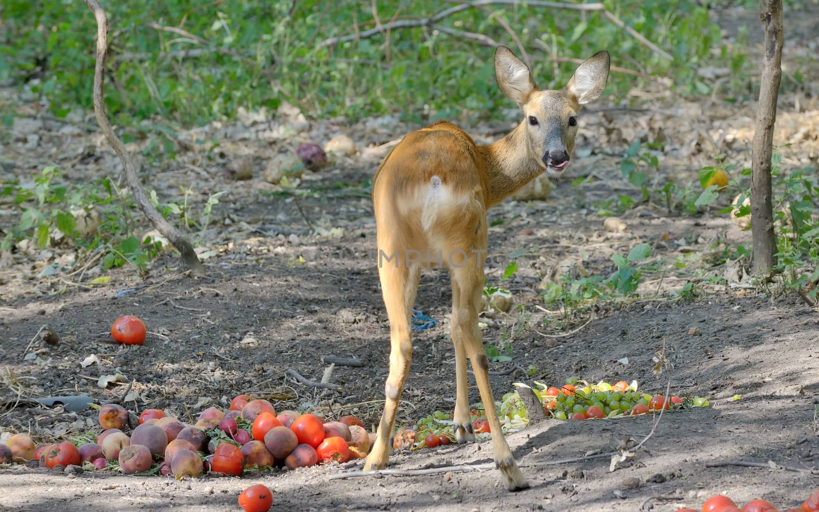 Deer eat at zoo by jordachelr