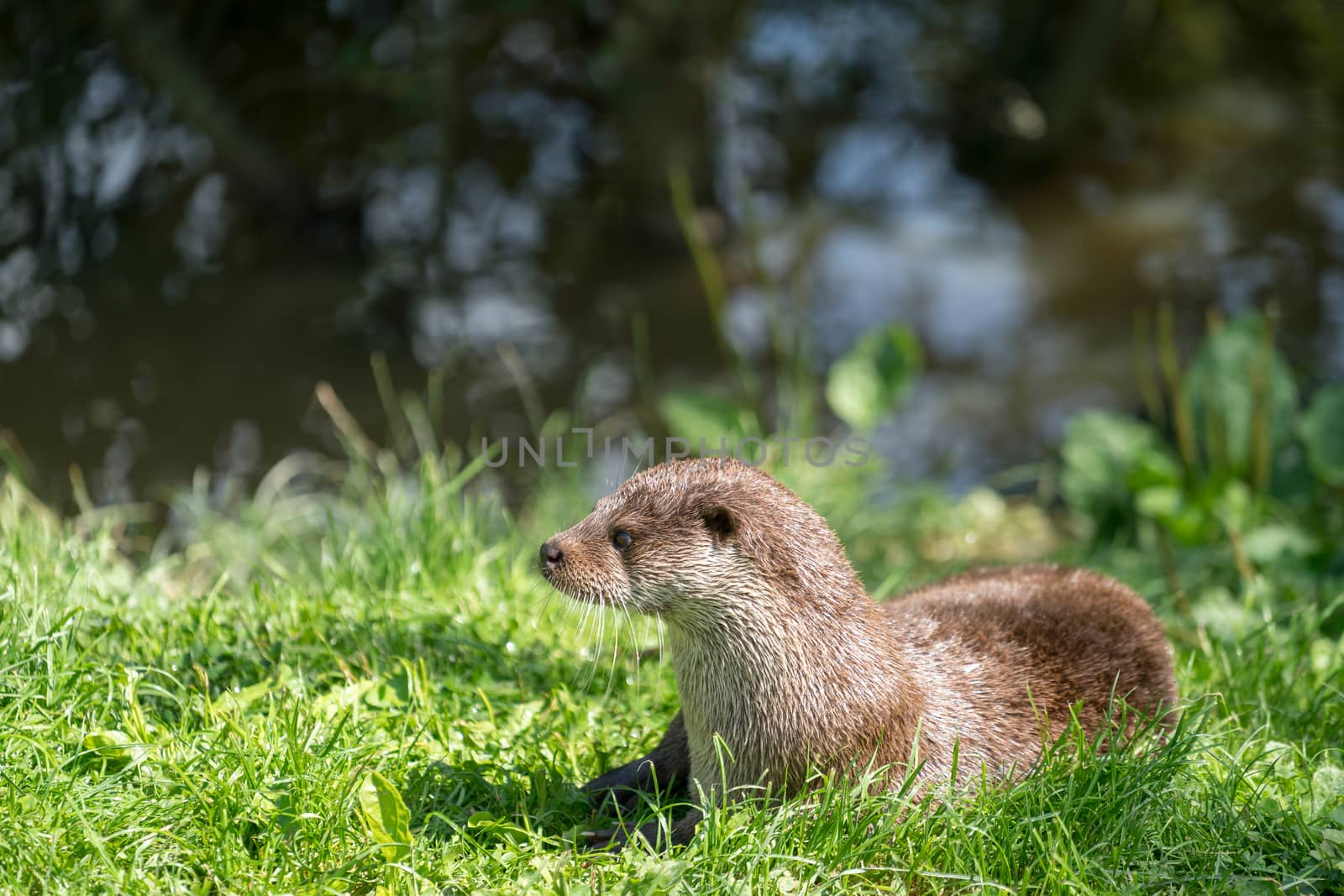 Eurasian Otter (Lutra lutra) Sitting in the Sunshine by phil_bird