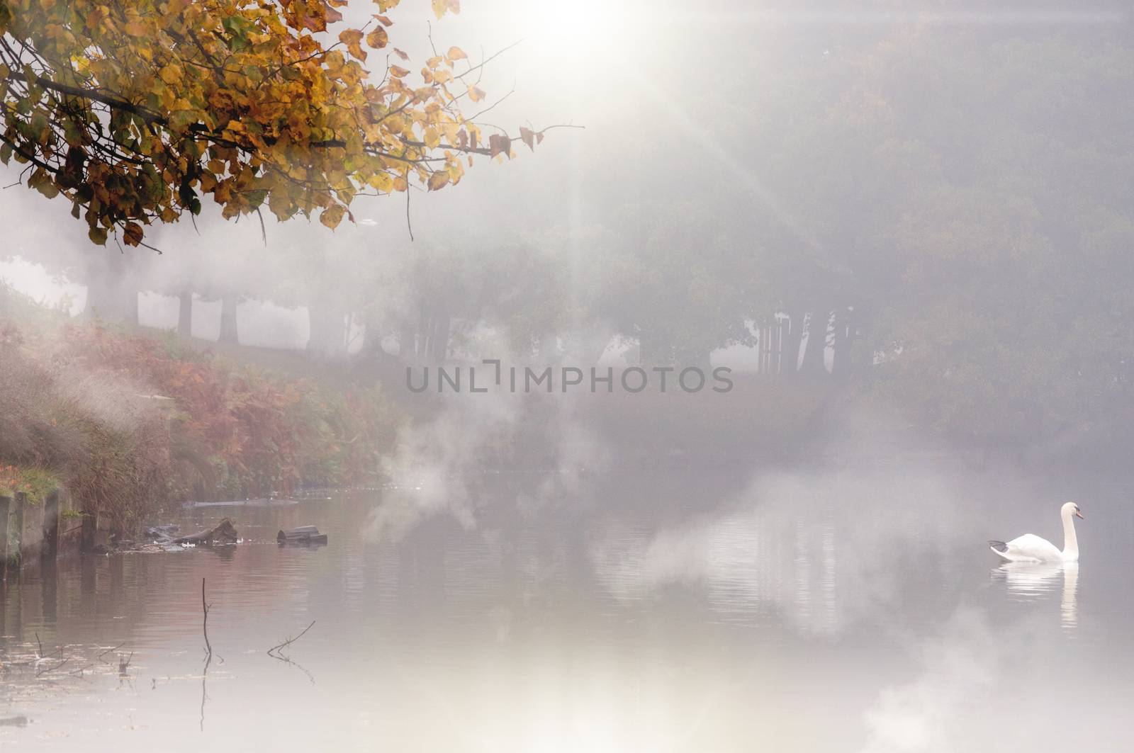 Autumn lake with swan by unikpix
