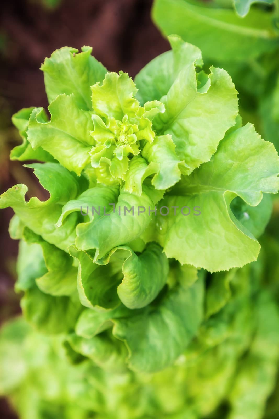 Fresh green salad lettuce close up natural background