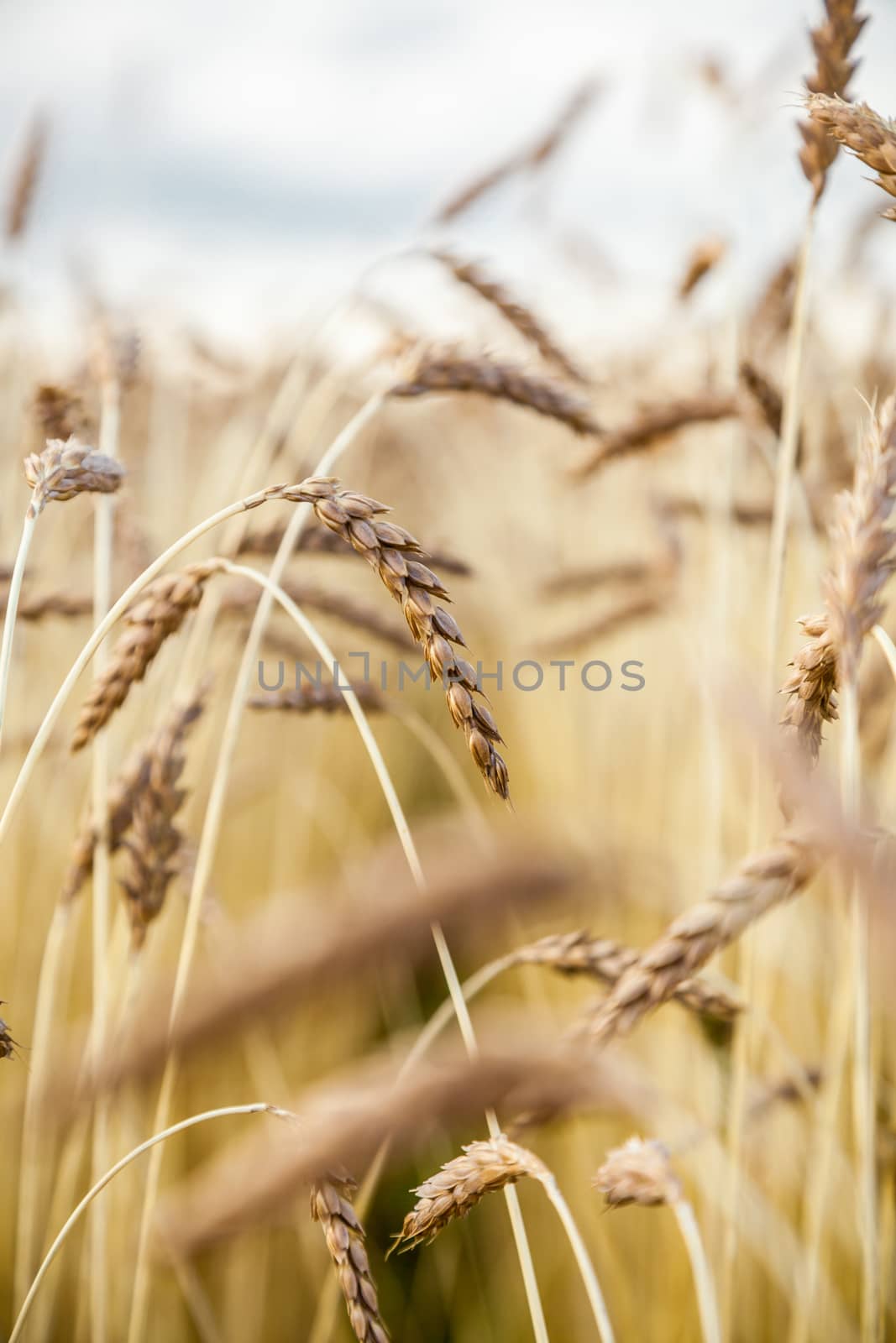 Landscape with the wheat field by sveter