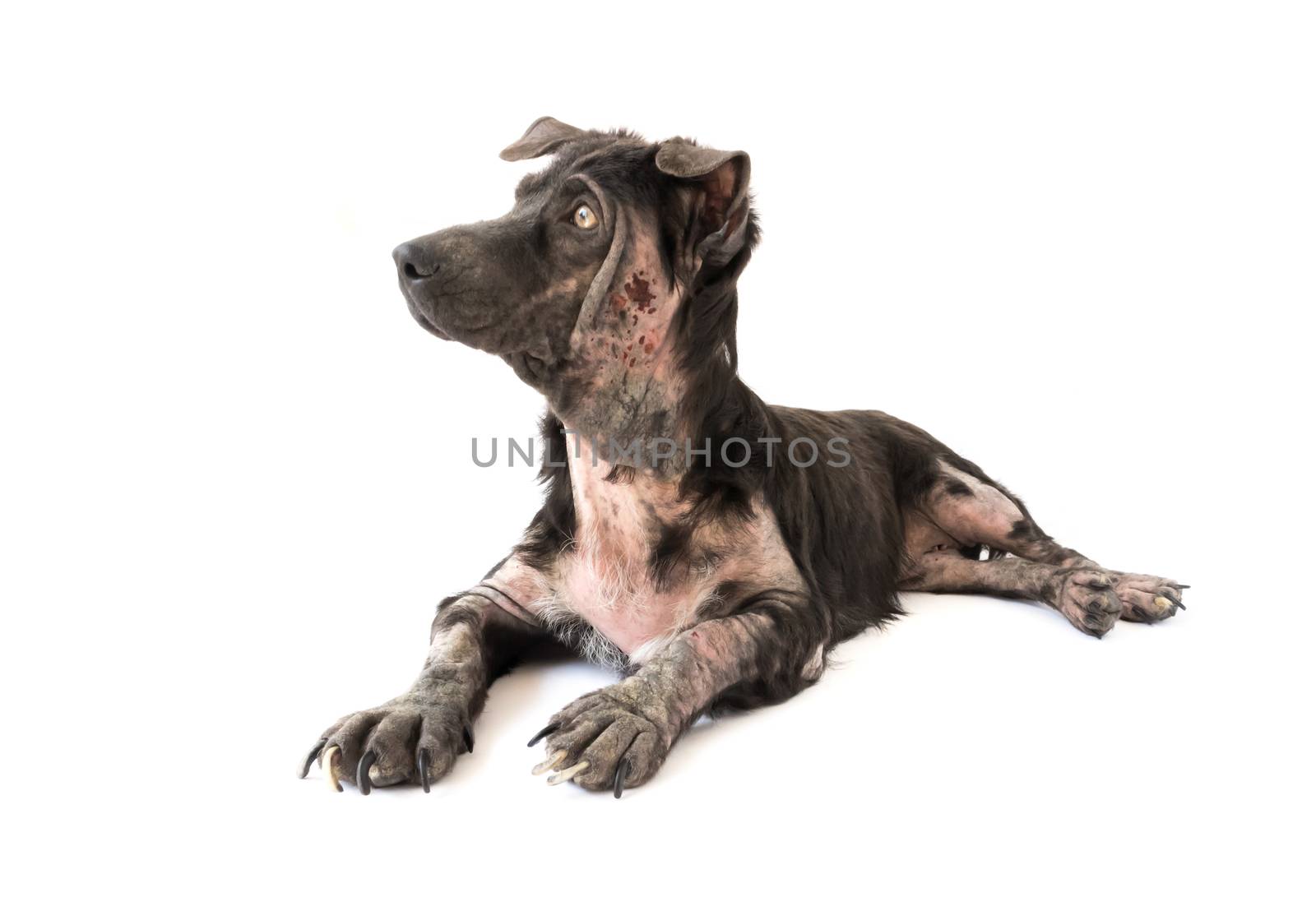 Dog sick leprosy skin problem with white background by pt.pongsak@gmail.com