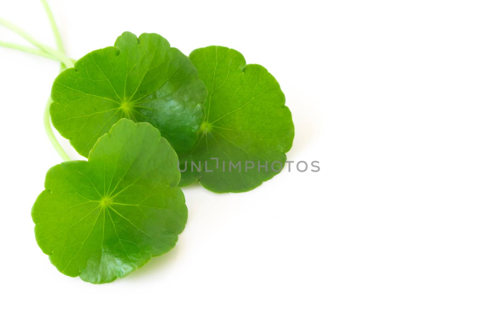 Closeup leaf of Gotu kola, Asiatic pennywort, Indian pennywort on white background, herb and medical concept