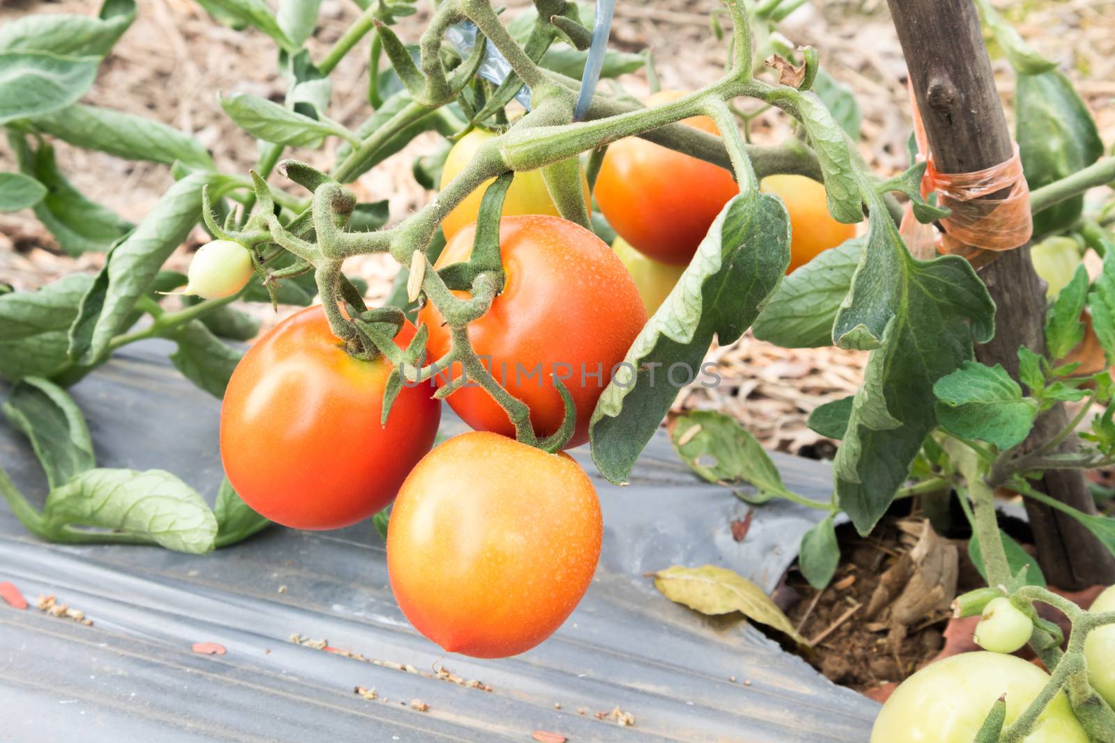 Closeup red tomatoes in the farm selective focus by pt.pongsak@gmail.com