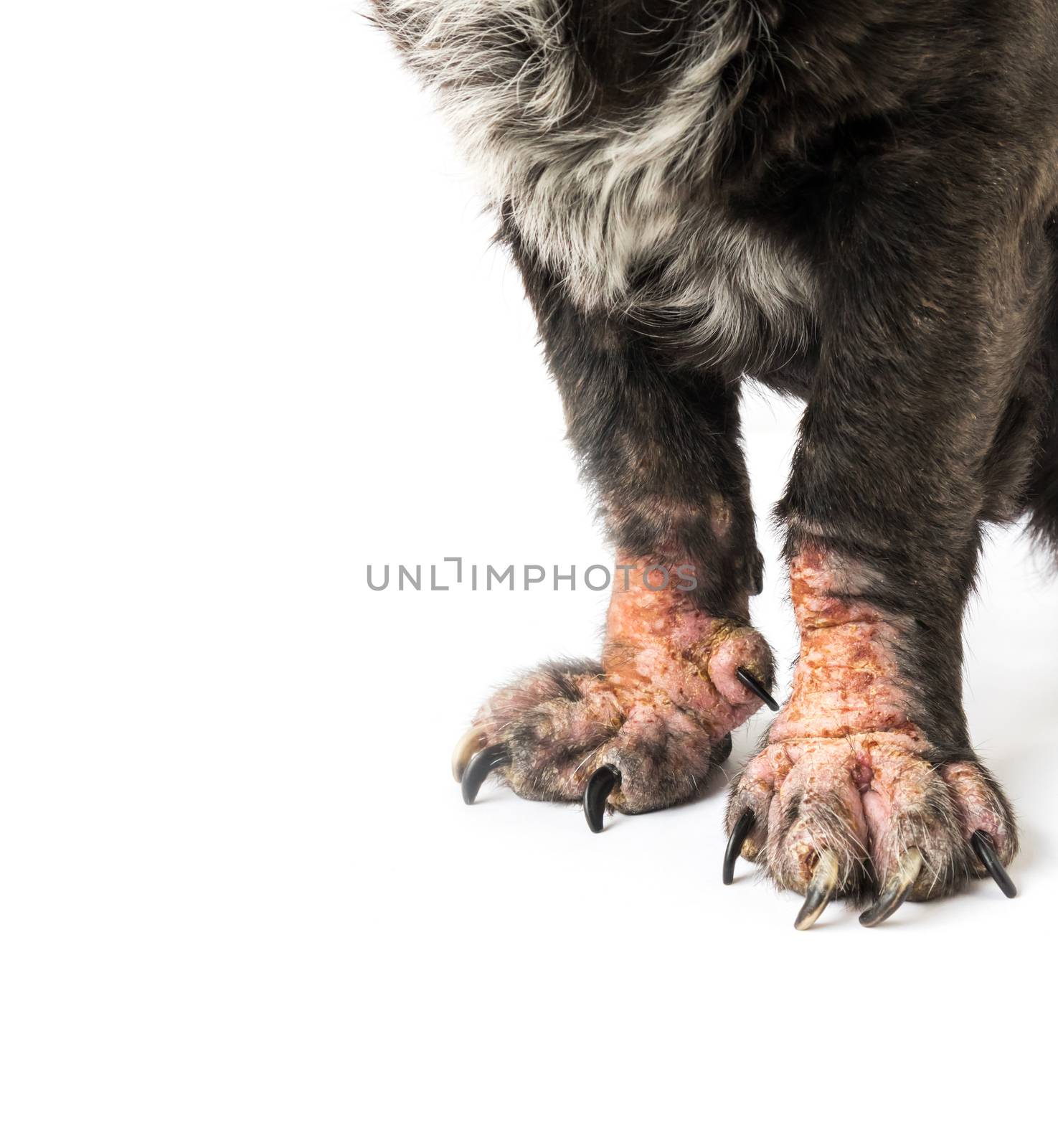 Closeup legs of dog sick leprosy skin problem with white background, selective focus