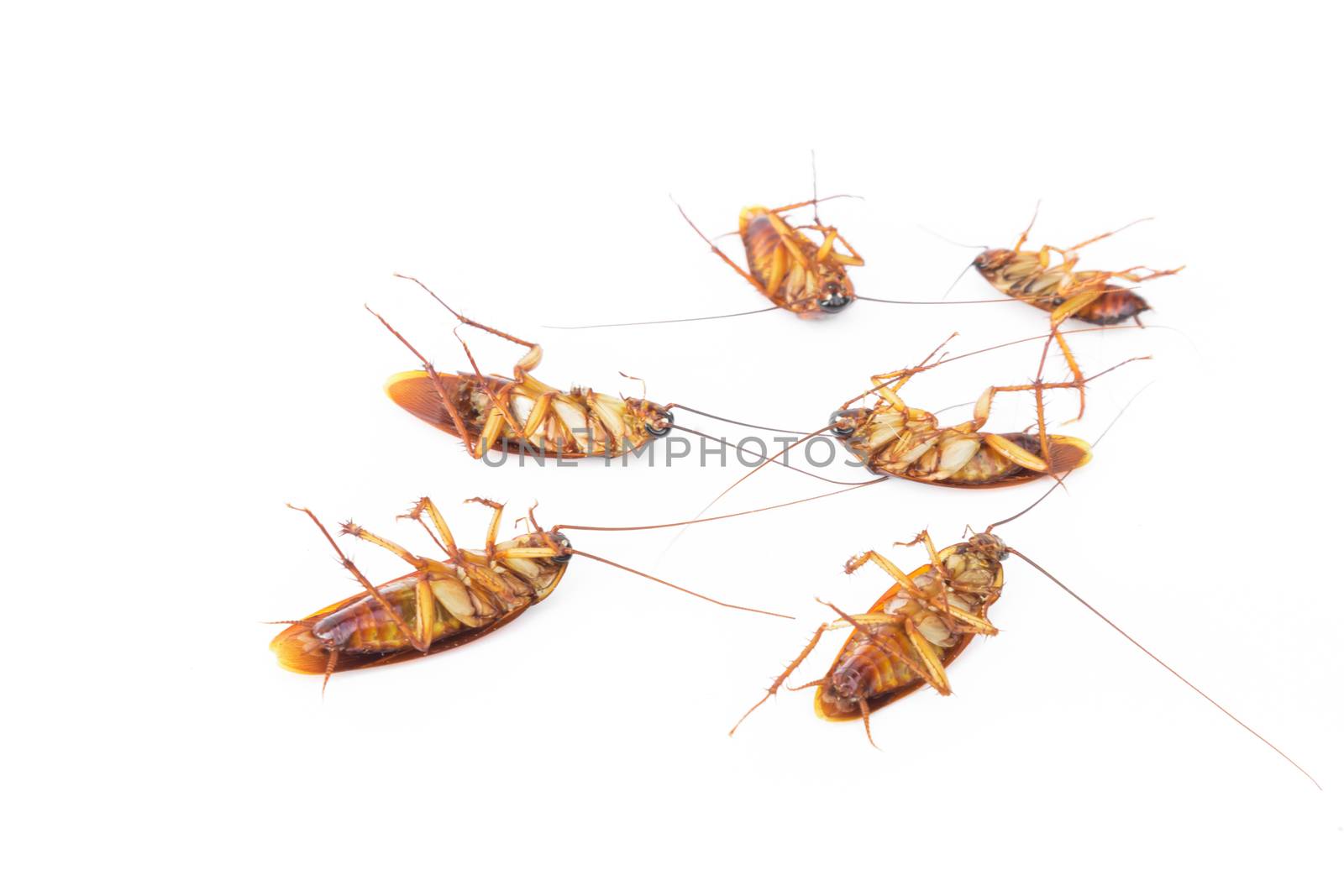 Dead cockroaches on white background by pt.pongsak@gmail.com