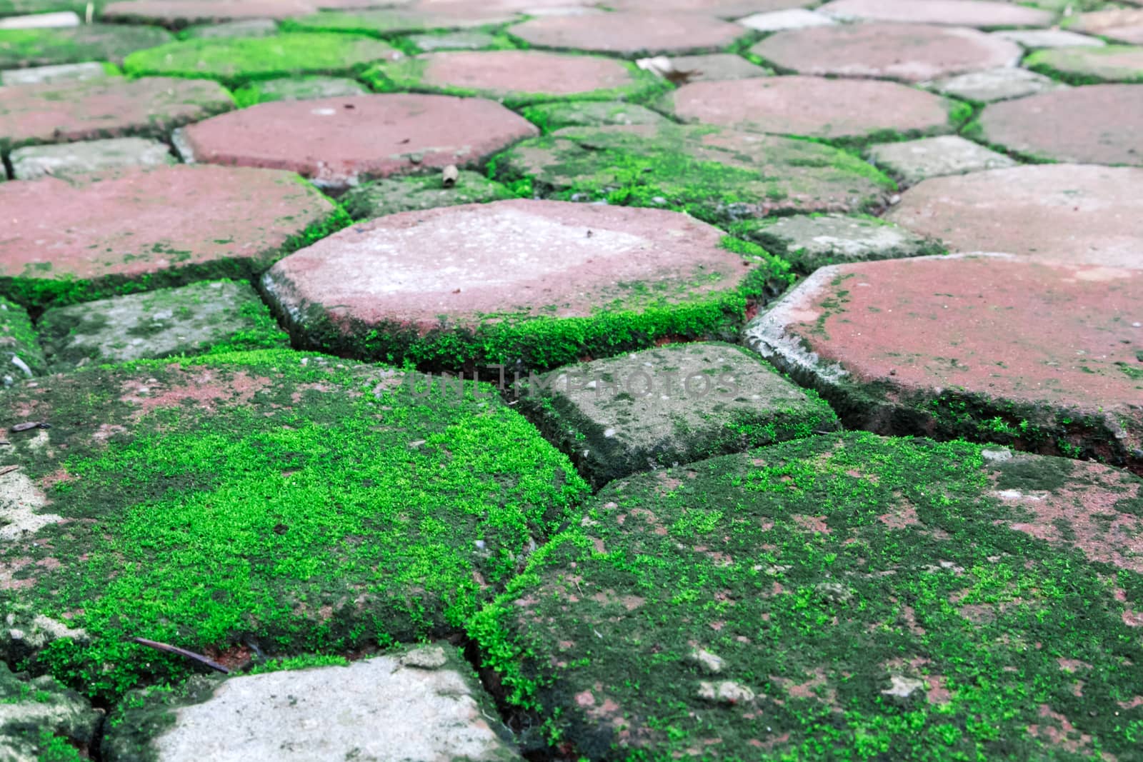 Closeup green moss on stone footpath