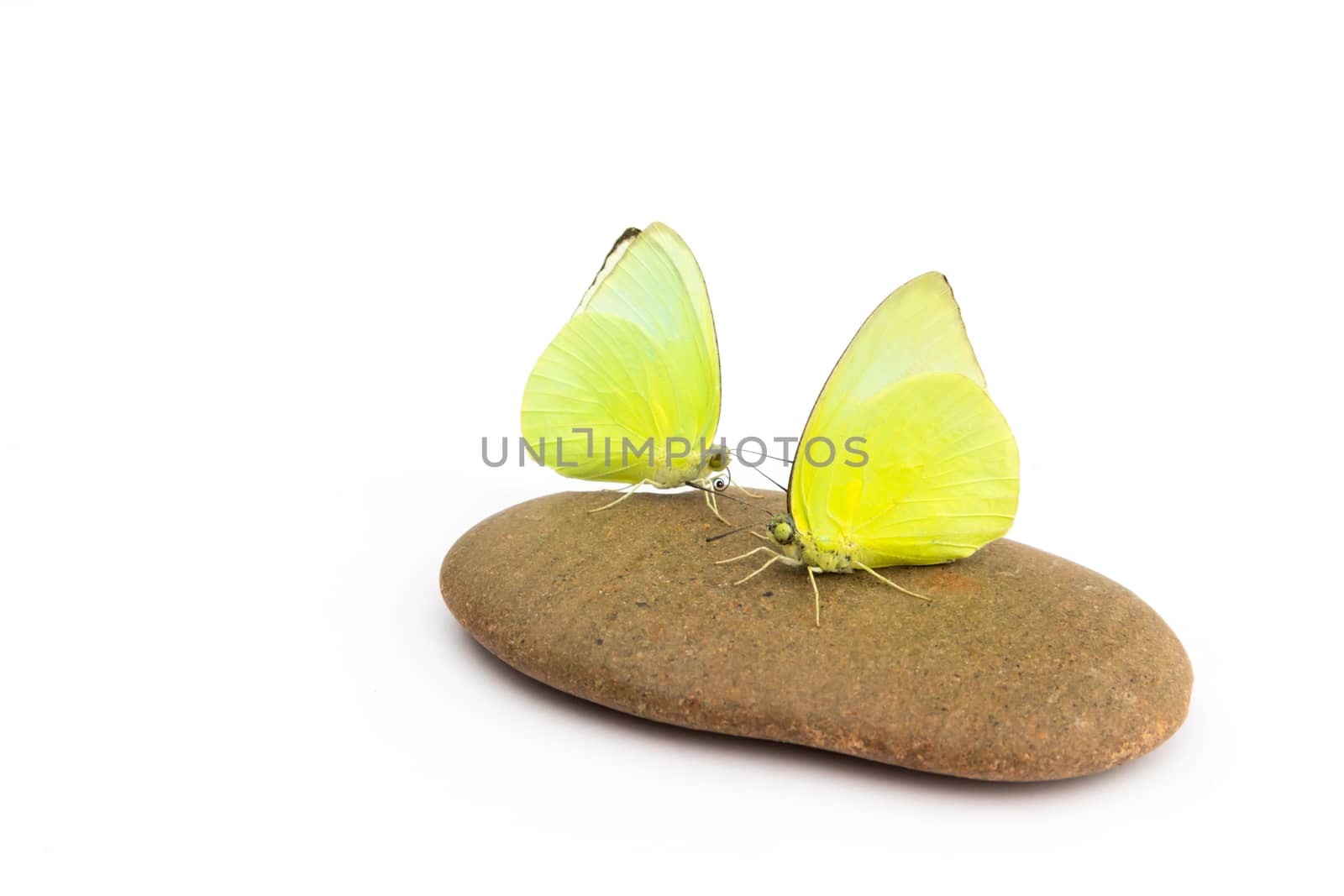 Yellow butterflys on stone with white background