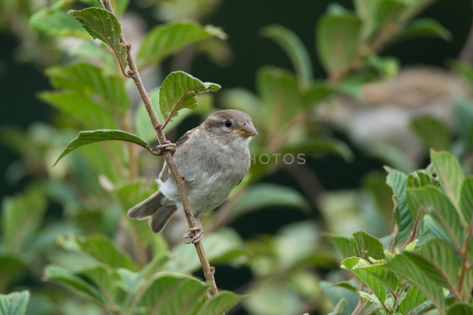 Passer domesticus on a branch, beautiful bird, nature