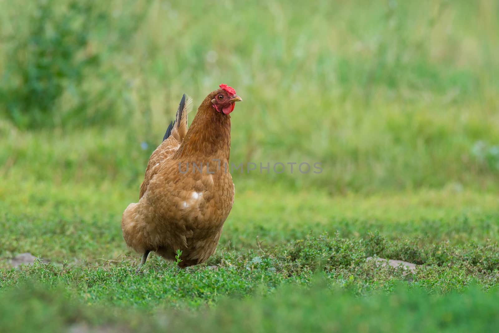 The chicken runs on the grass by AlexBush