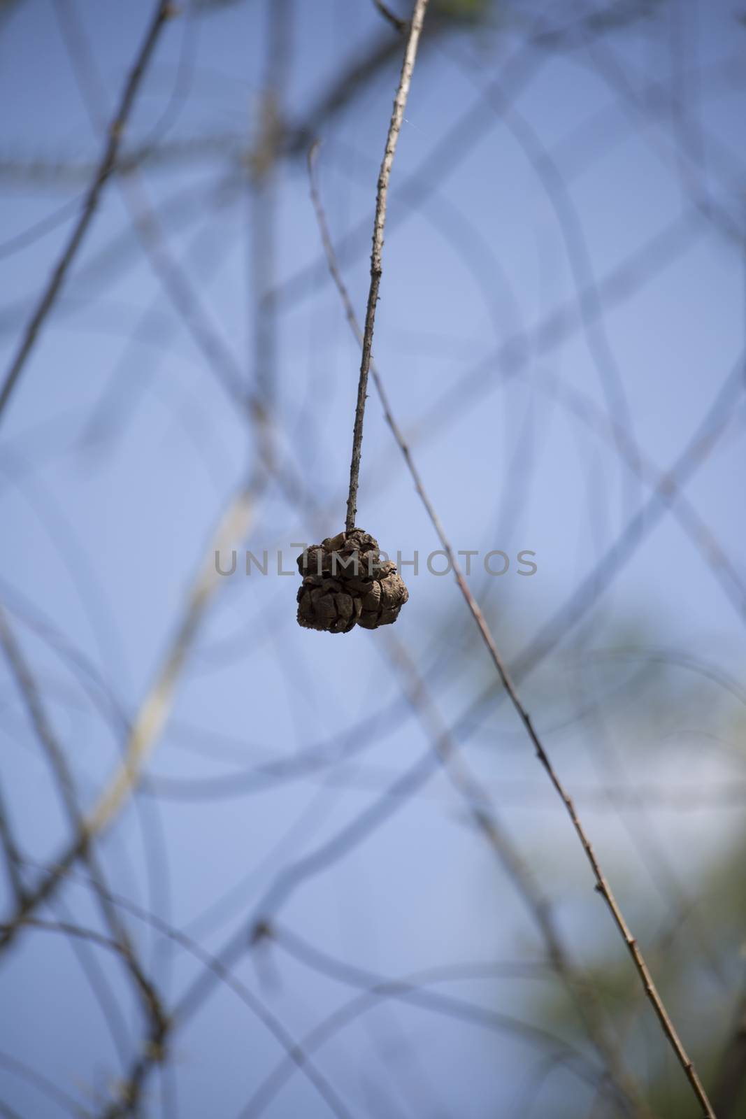 Close up of a cypress tree seed ball hanging from a branch