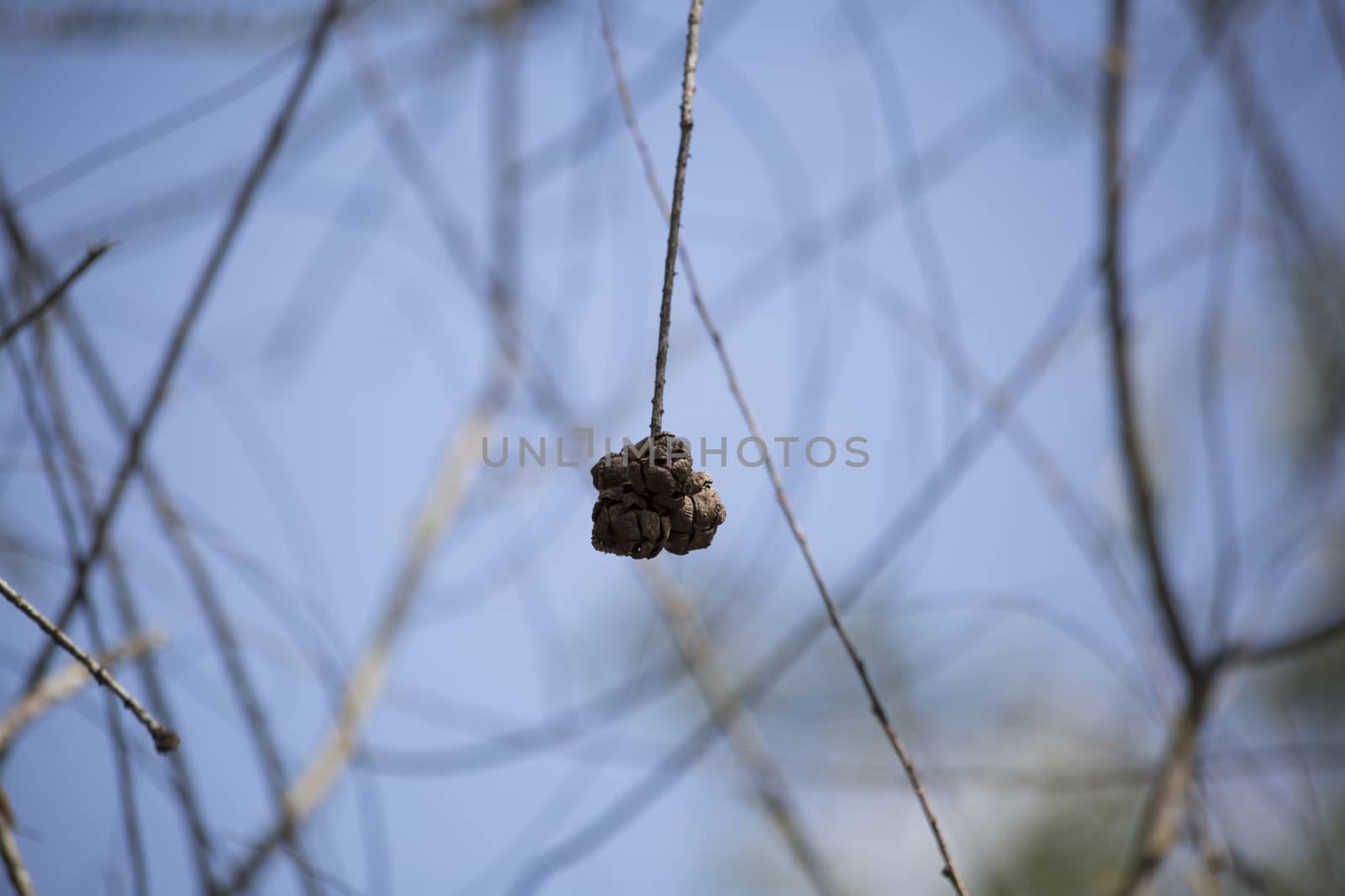 Close up of a cypress tree seed ball hanging from a branch