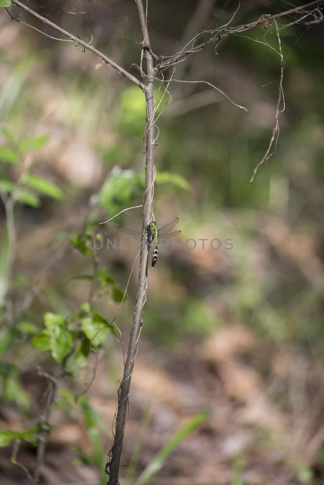 Eastern pondhawk dragonfly perched on a small, leafless tree