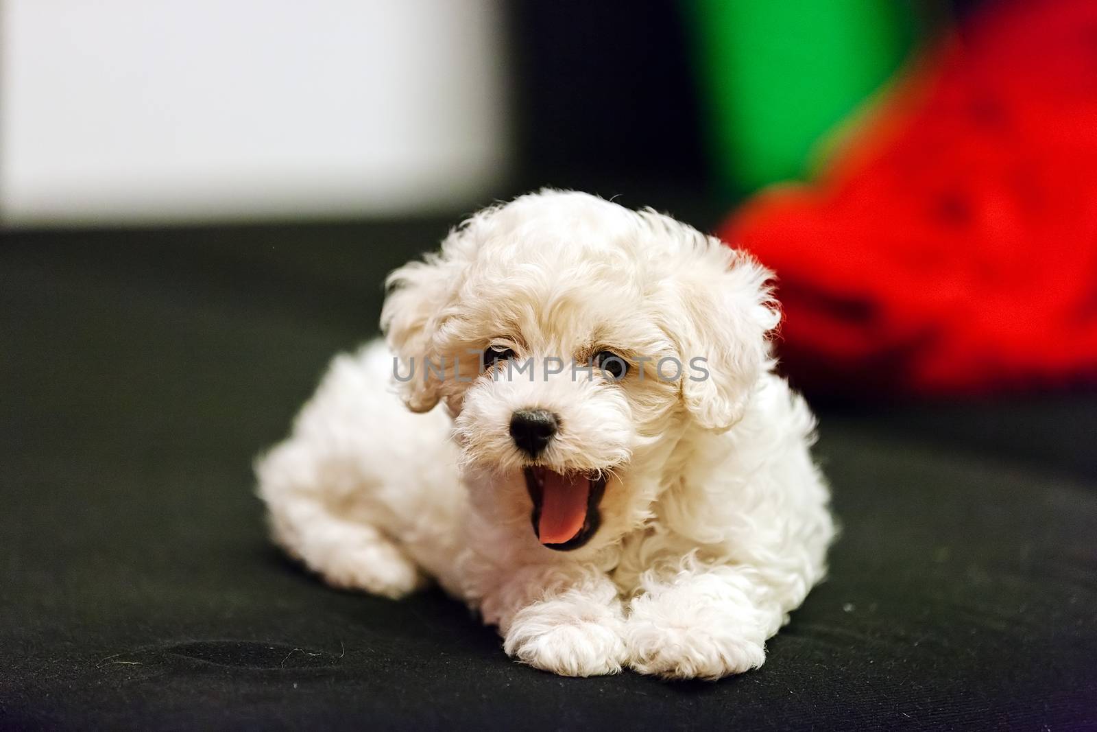 bichon frise puppy by vladimirnenezic