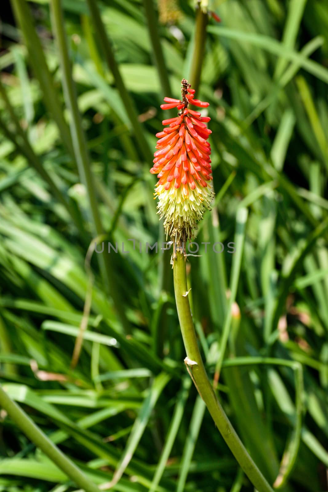 Red Hot Poker by quackersnaps