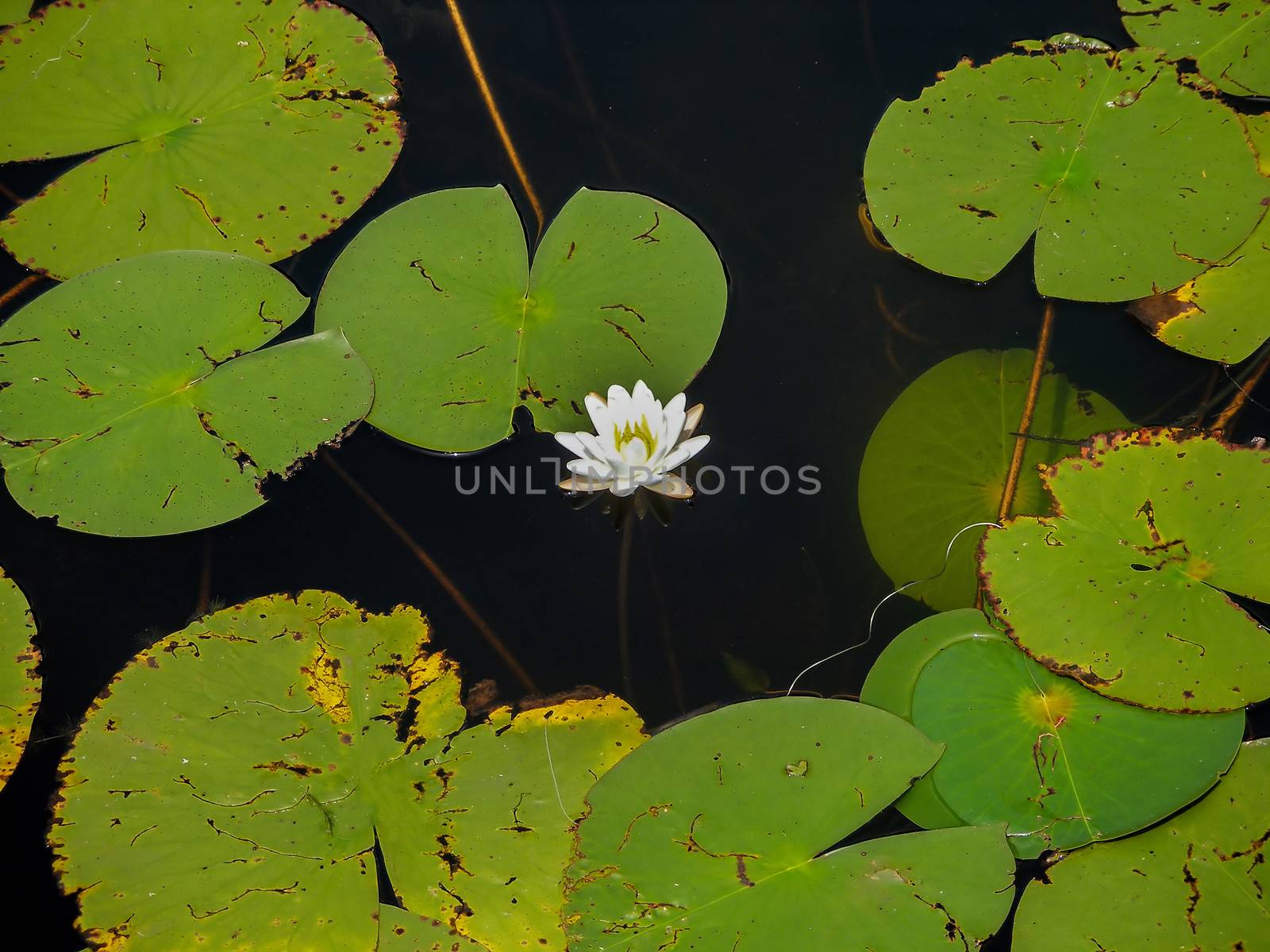 White lotus flower and lily pads on a lake