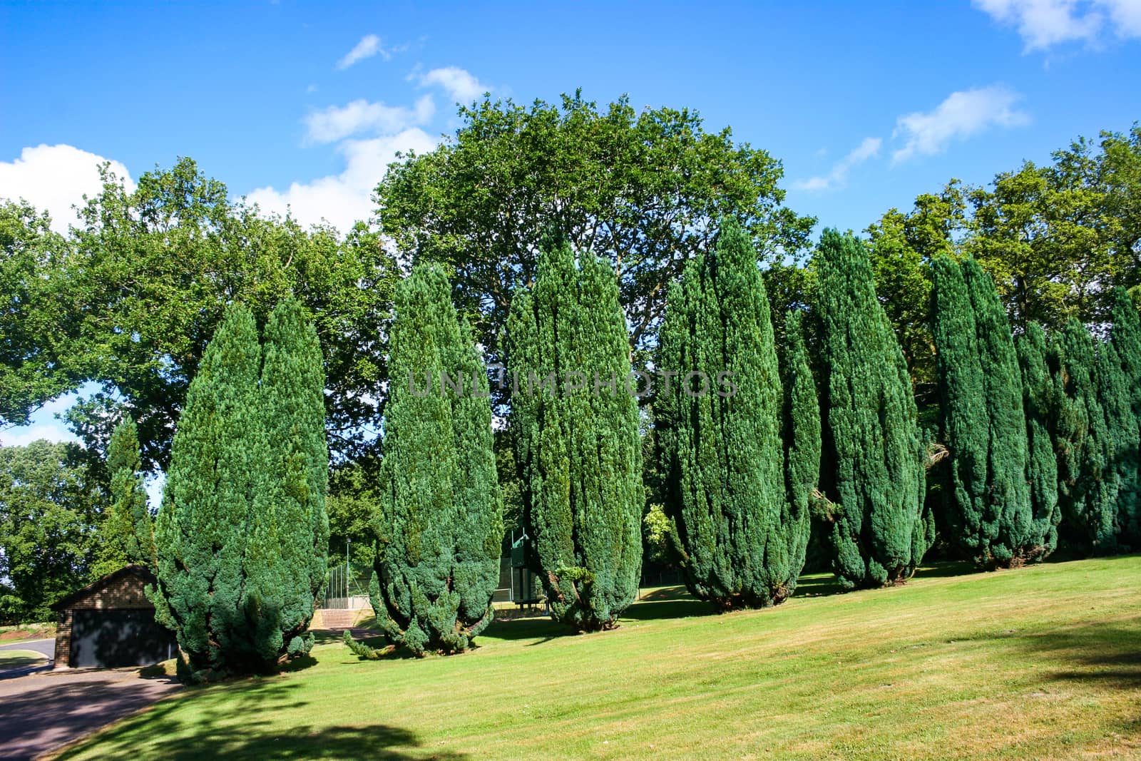 A row of evergreen conifer trees in summer