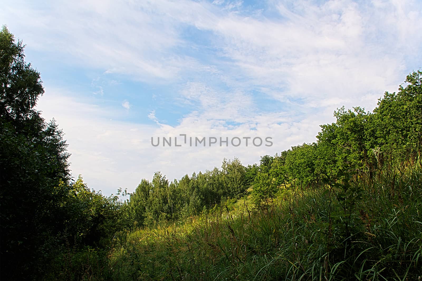 A steep forest slope. by andsst