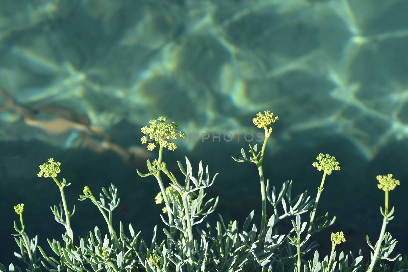 Sea fennel - wild plant growing on the sea coastline