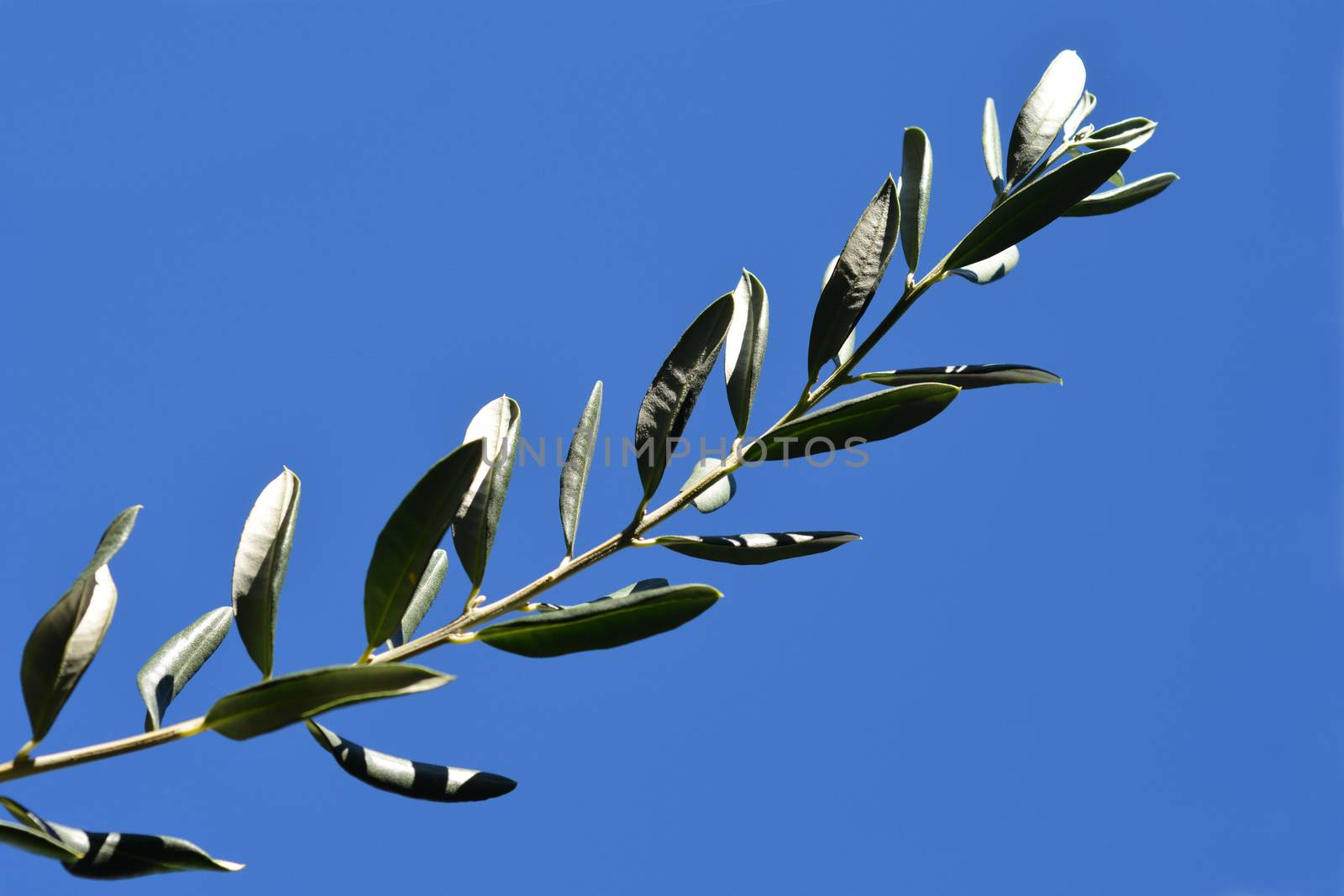 Detail of an olive branch against blue sky